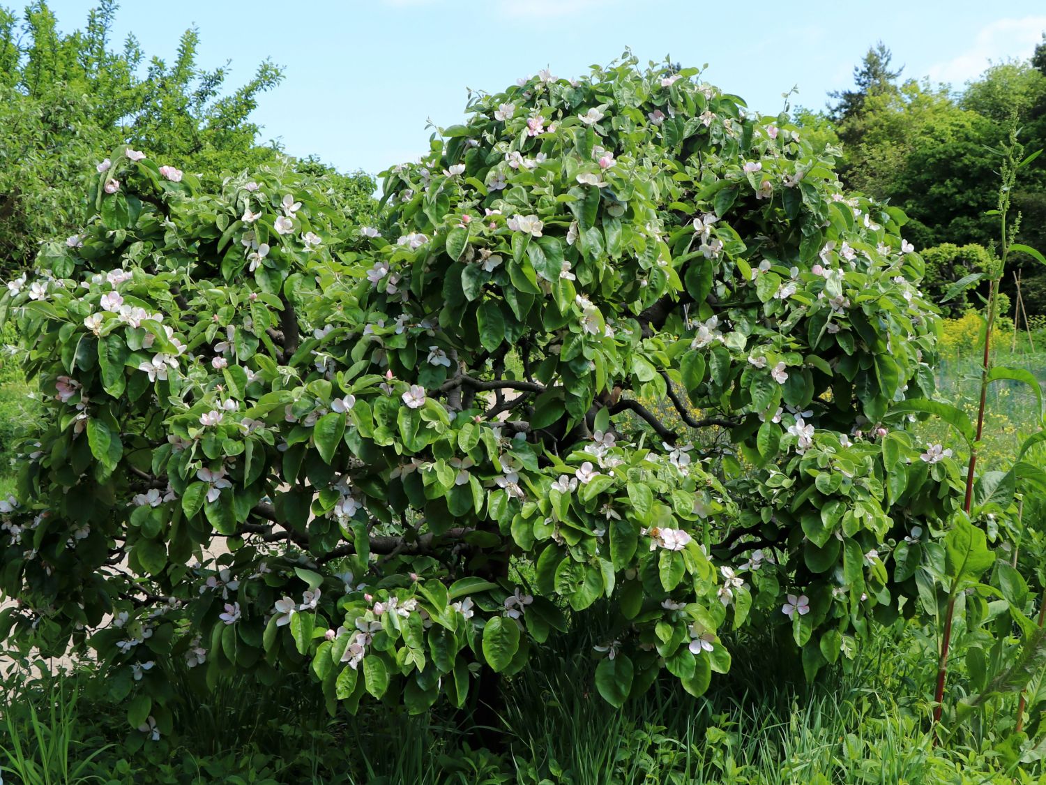 Quitte \'Konstantinopeler Apfelquitte\' - Cydonia \'Konstantinopeler  Apfelquitte\' - Baumschule Horstmann | Obstbäume & Gemüsepflanzen