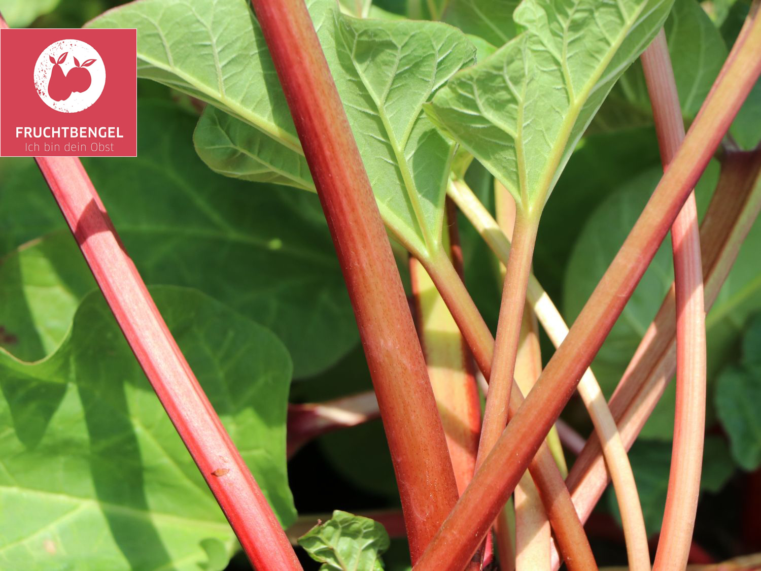 Rhabarber &amp;#39;Canada Red&amp;#39; Fruchtbengel ® - Rheum rhabarbarum &amp;#39;Canada Red ...