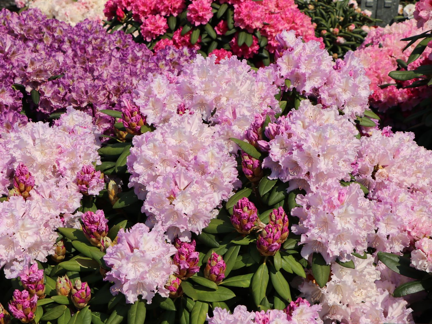 Rhododendron 'Caroline Allbrook' - Rhododendron yakushimanum 'Caroline  Allbrook' - Baumschule Horstmann