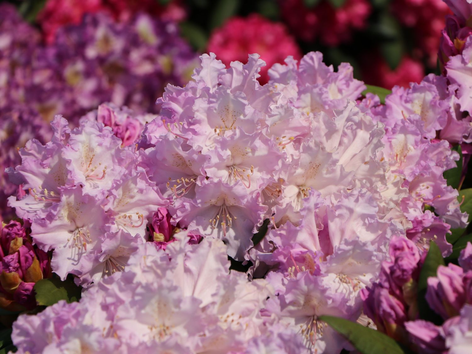 Rhododendron 'Caroline Allbrook' - Rhododendron yakushimanum 'Caroline  Allbrook' - Baumschule Horstmann