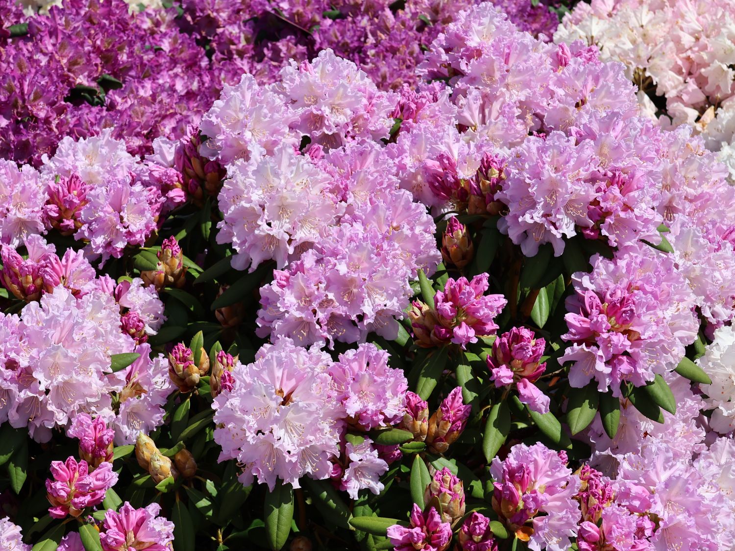 Rhododendron 'Caroline Allbrook' - Rhododendron yakushimanum 'Caroline  Allbrook' - Baumschule Horstmann