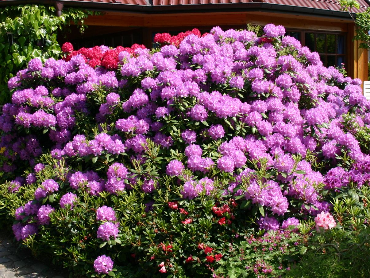 50cm Rhododendron-Hybride 'Catawb.Grandiflorum' 4 L Topf gewachsen ca 