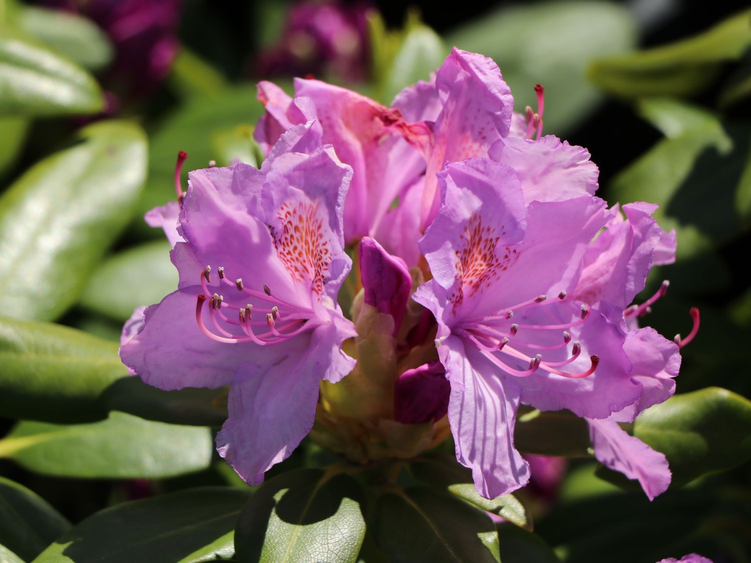 Rhododendron-Hybriden 'Goldkrone' / Grossblumiger Rhododendron - Gärtnerei  Schwitter AG