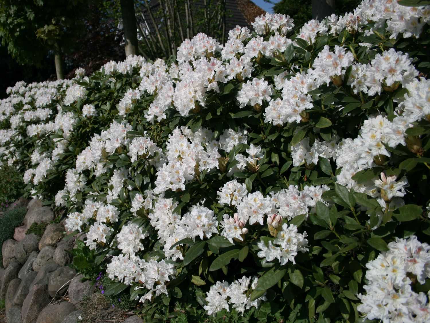 Rhododendron Cunninghams White Alpenrose weiß 30-40cm im Topf gewachsen 
