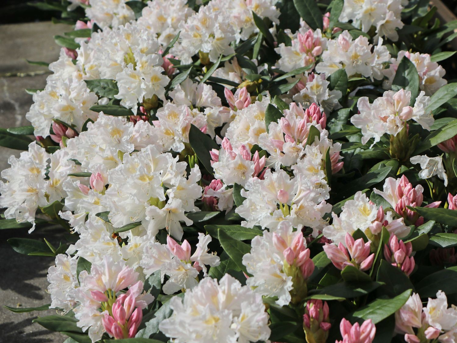 20 Stück Rhododendron Cunningham s White weiße Blüten Immergrüne Strauch 
