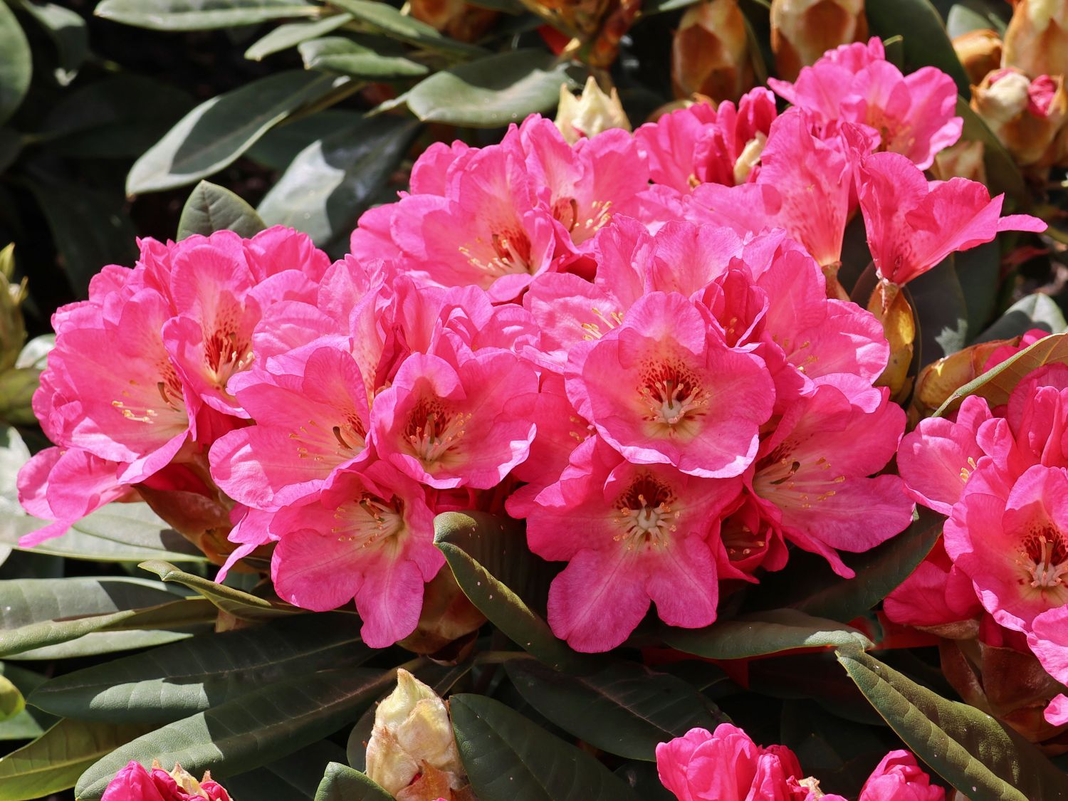 Rhododendron 'Girlspower' - Rhododendron Hybride 'Girlspower' - Baumschule  Horstmann