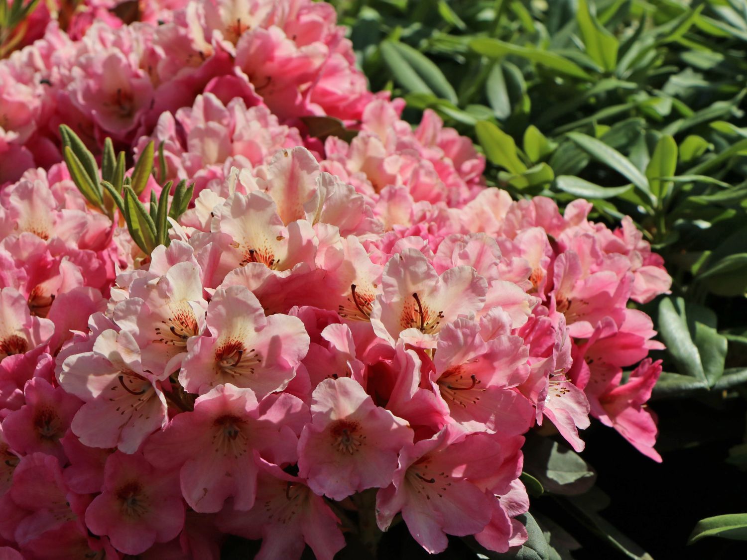 Rhododendron 'Girlspower' - Rhododendron Hybride 'Girlspower' - Baumschule  Horstmann