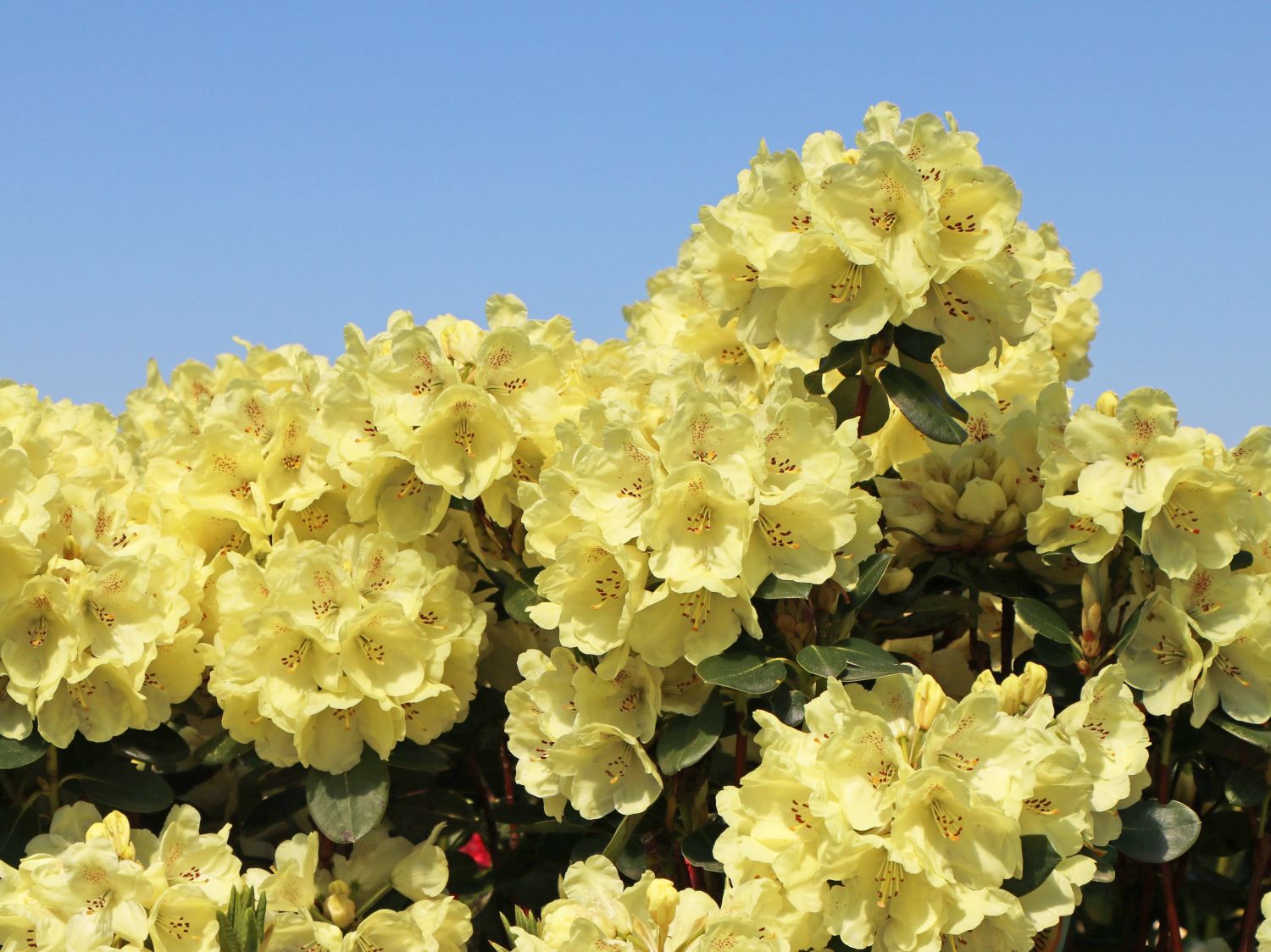 Rhododendron 'Goldkrone' - Rhododendron Hybride 'Goldkrone' - Baumschule  Horstmann