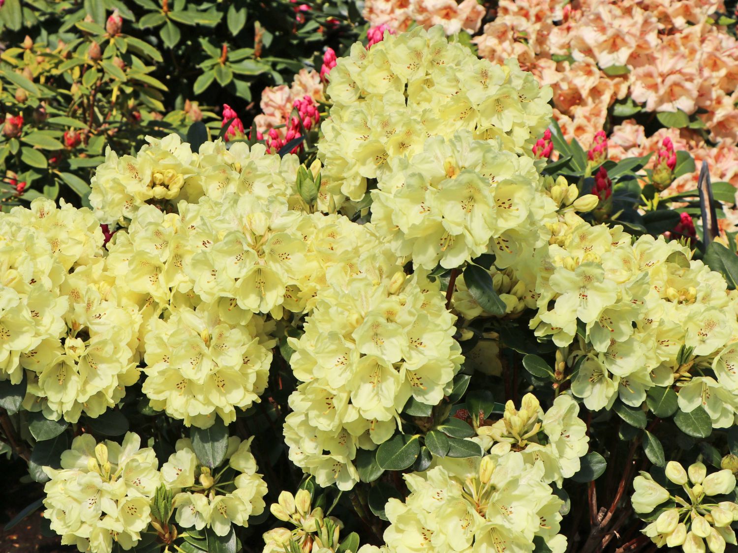Rhododendron 'Goldkrone' - Rhododendron Hybride 'Goldkrone' - Baumschule  Horstmann