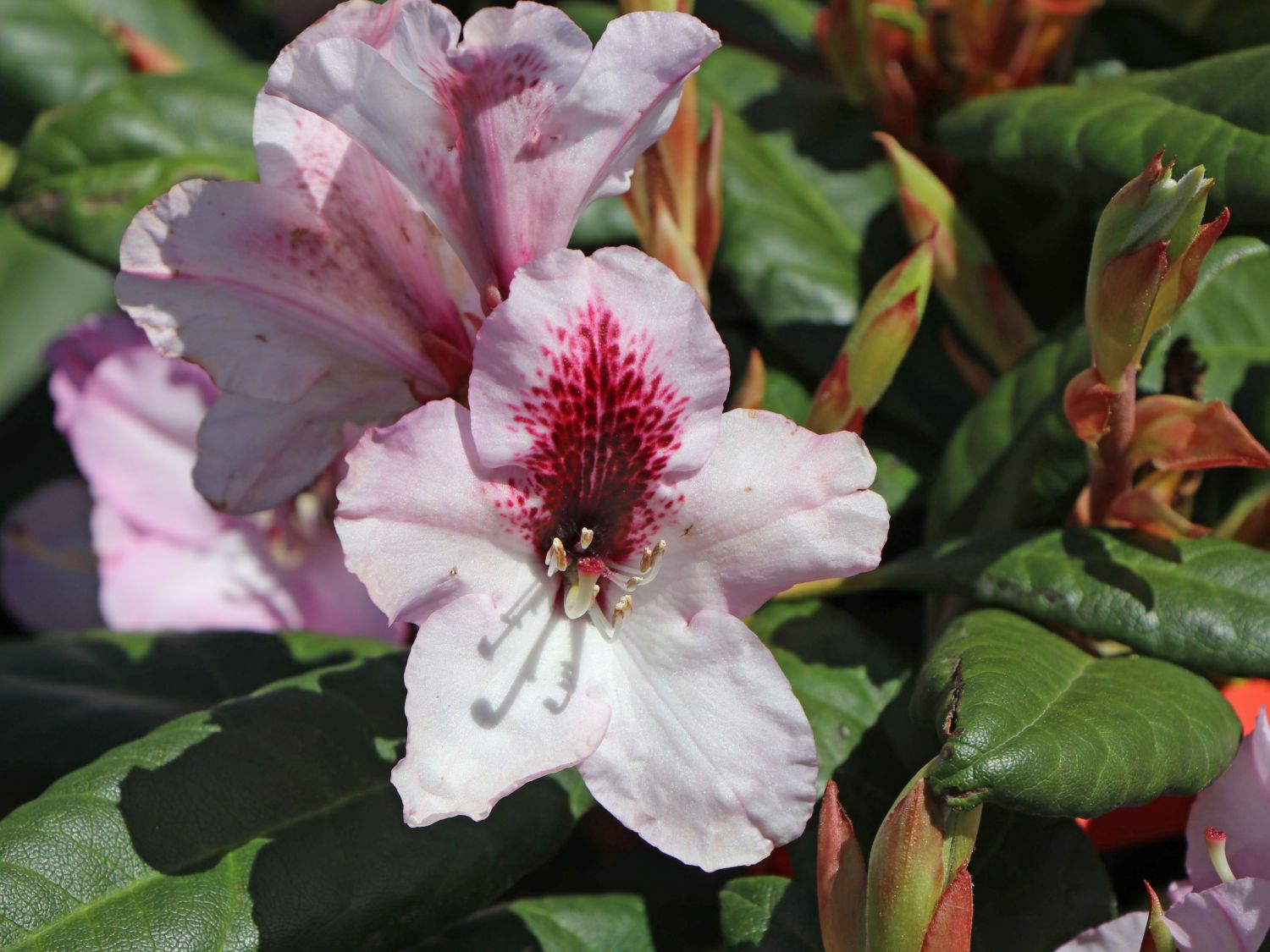 rhododendron herbstfreude m003318 w 0