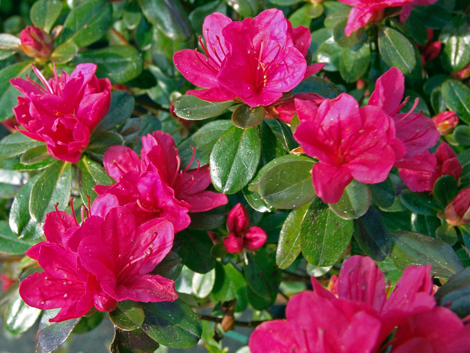 Rhododendron 'Hino-Crimson' - Rhododendron obtusum 'Hino-Crimson' -  Baumschule Horstmann