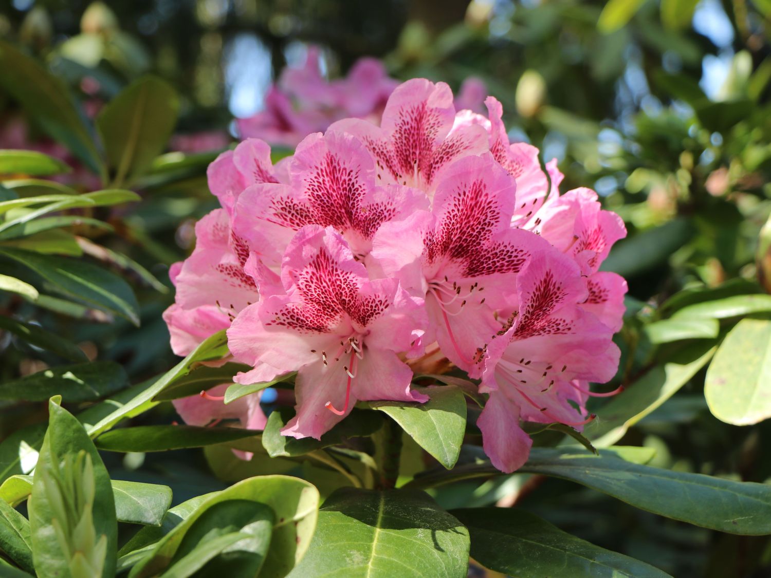 Rhododendron-Hybride 'Cosmopolitan' - Rhododendron Hybride 'Cosmopolitan' -  Baumschule Horstmann