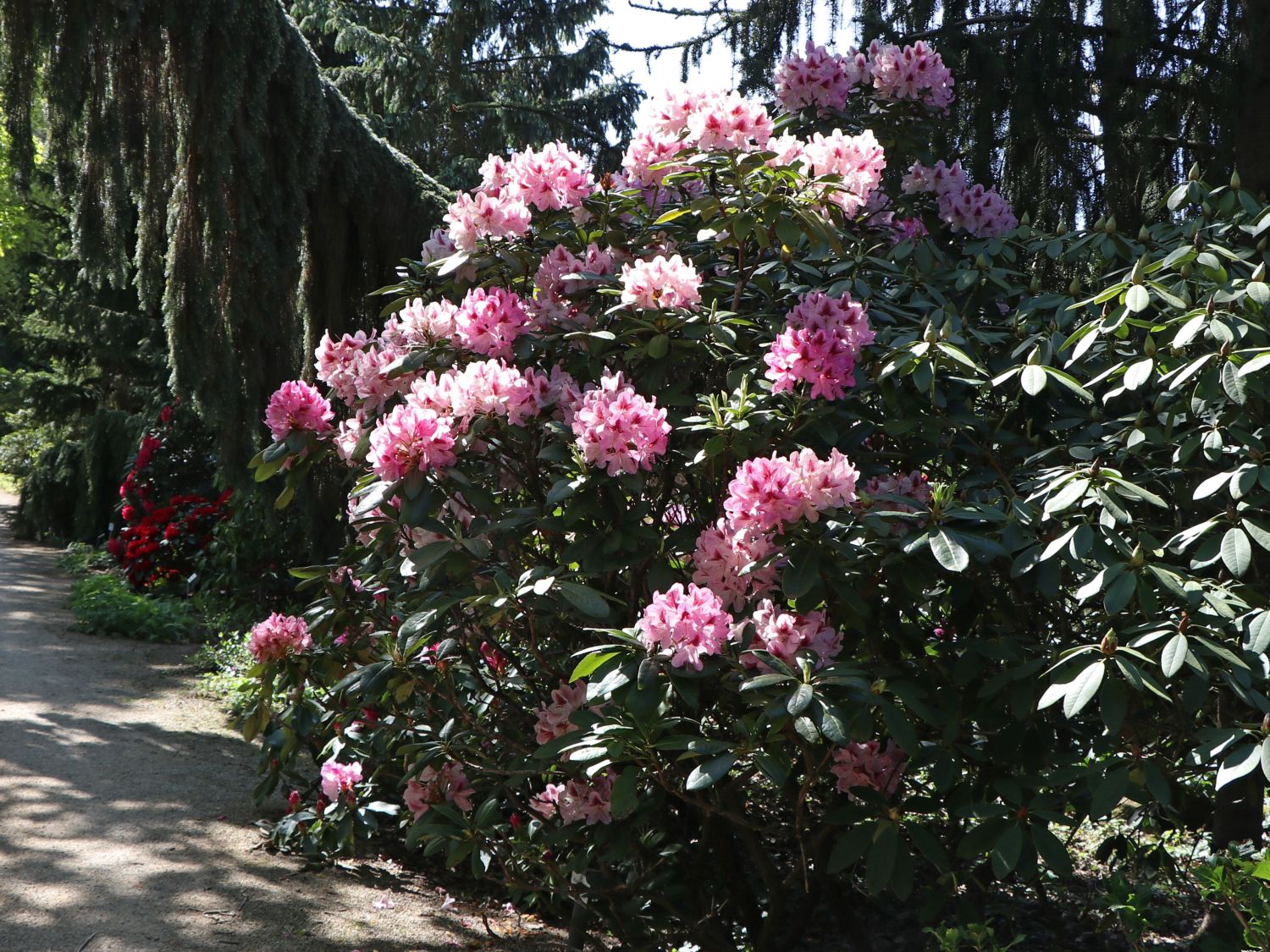 Rhododendron-Hybride 'Cosmopolitan' - Rhododendron Hybride 'Cosmopolitan' -  Baumschule Horstmann