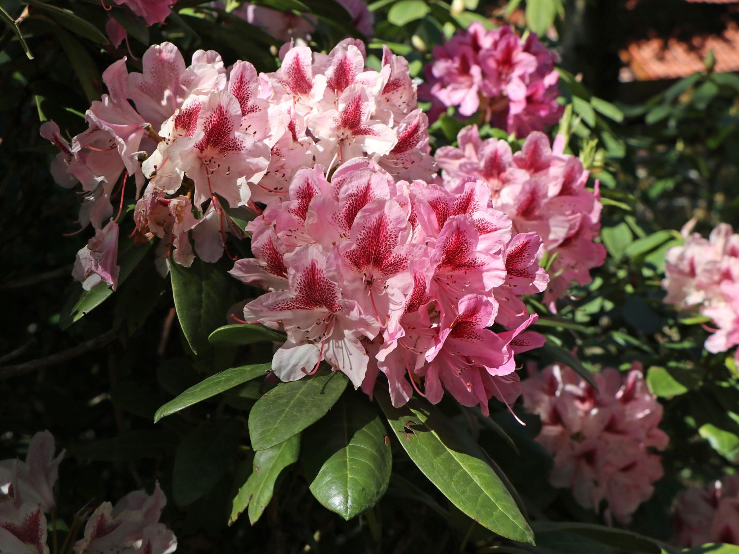 Rhododendron-Hybride 'Cosmopolitan' - Rhododendron Hybride 'Cosmopolitan' -  Baumschule Horstmann