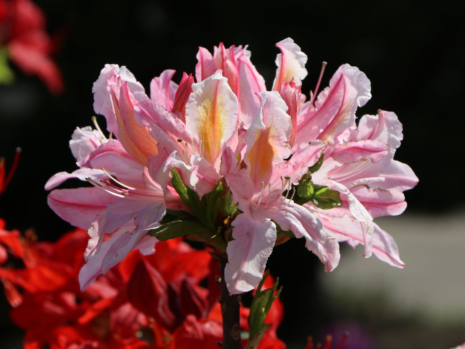 Rhododendron 'Irene Koster' - Rhododendron occidentale 'Irene Koster' -  Baumschule Horstmann