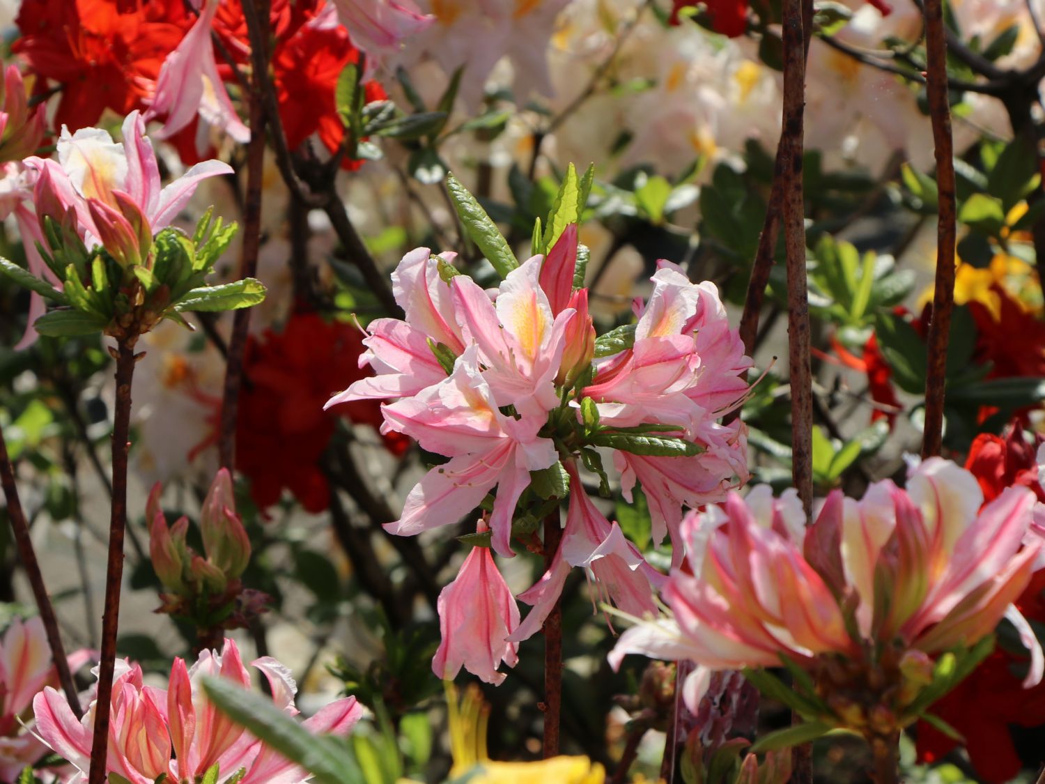 Rhododendron 'Irene Koster' - Rhododendron occidentale 'Irene Koster' -  Baumschule Horstmann