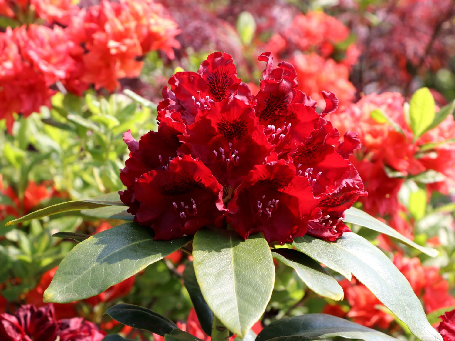 Späth Rhododendron-Hybride Eskimo Heckenpflanze winterhart Zierstrauch weiß blühend 1 Pflanze Container C 5 