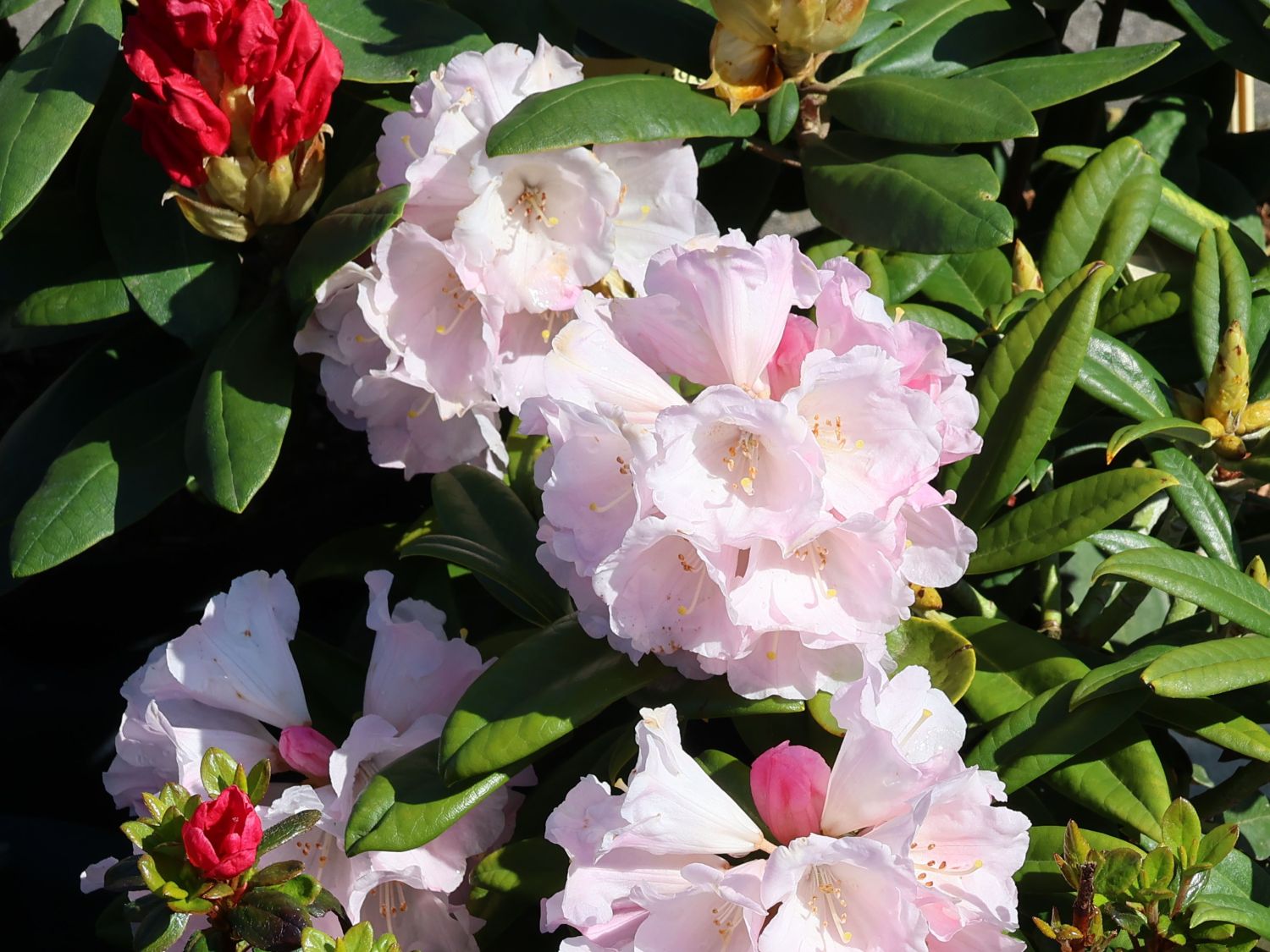 Rhododendron 'King's Ride' - Rhododendron insigne 'King's Ride' -  Baumschule Horstmann