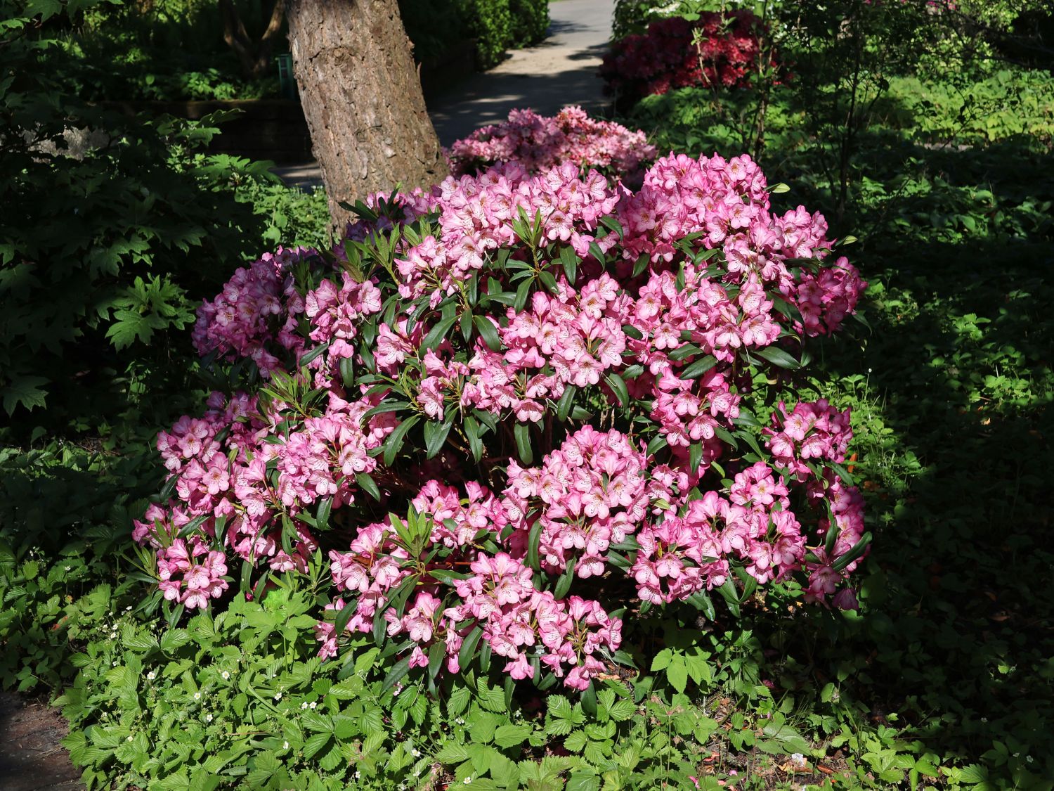 Rhododendron 'Kurfrstin Sophie' - Rhododendron 'Kurfrstin Sophie' -  Baumschule Horstmann