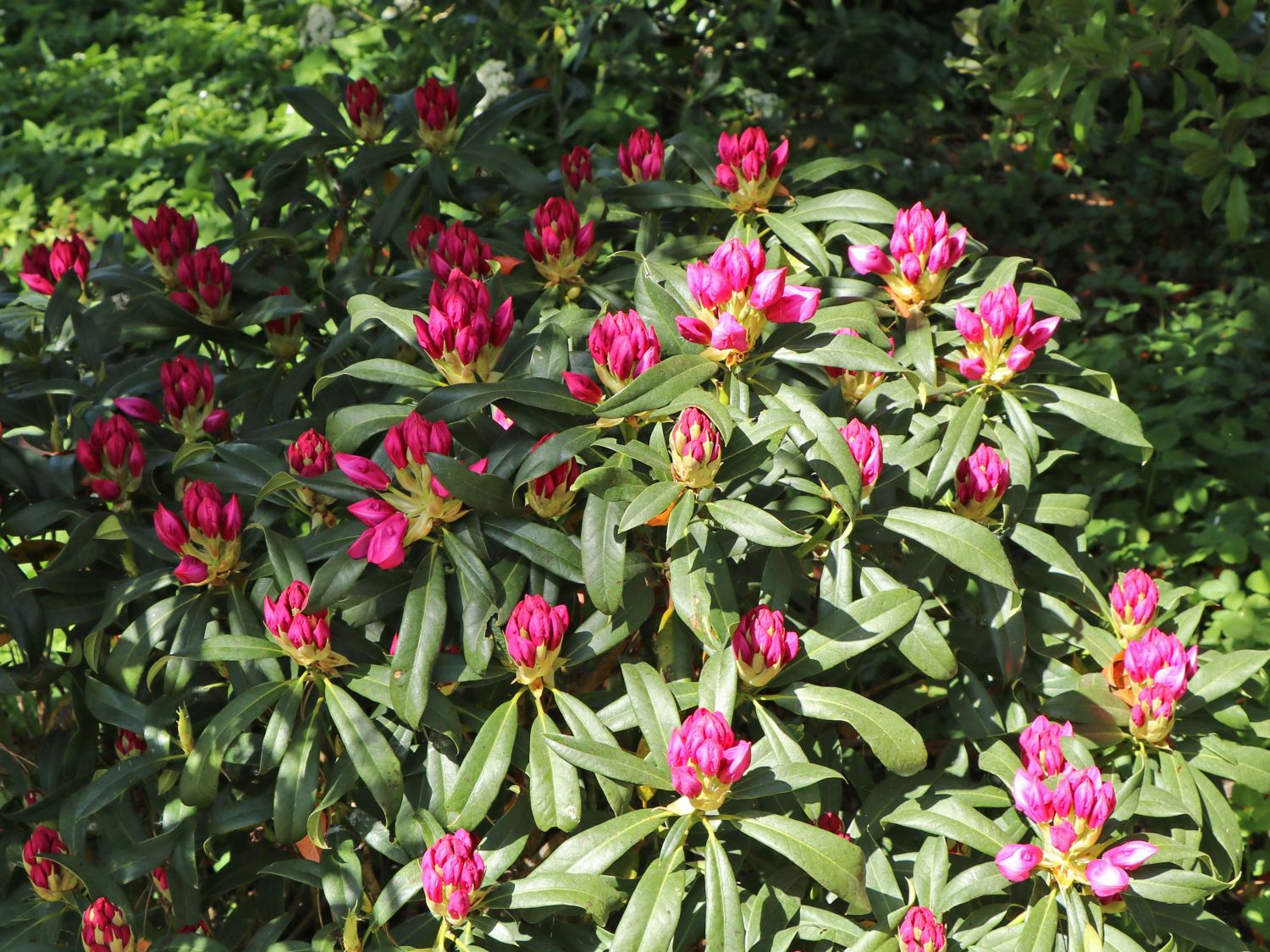 topfpflanze weihnachten Festlicher Weihnachts-Blumentopf: Jetzt kaufen und dekorieren! –  trendaffe.de main image 0