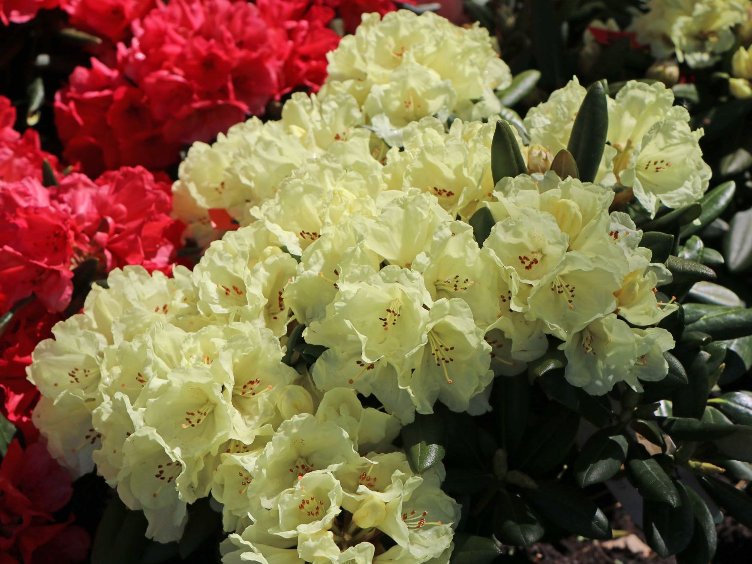 Rhododendron 'Lucinda' - Rhododendron degronianum subsp. yakushimanum  'Lucinda' - Baumschule Horstmann