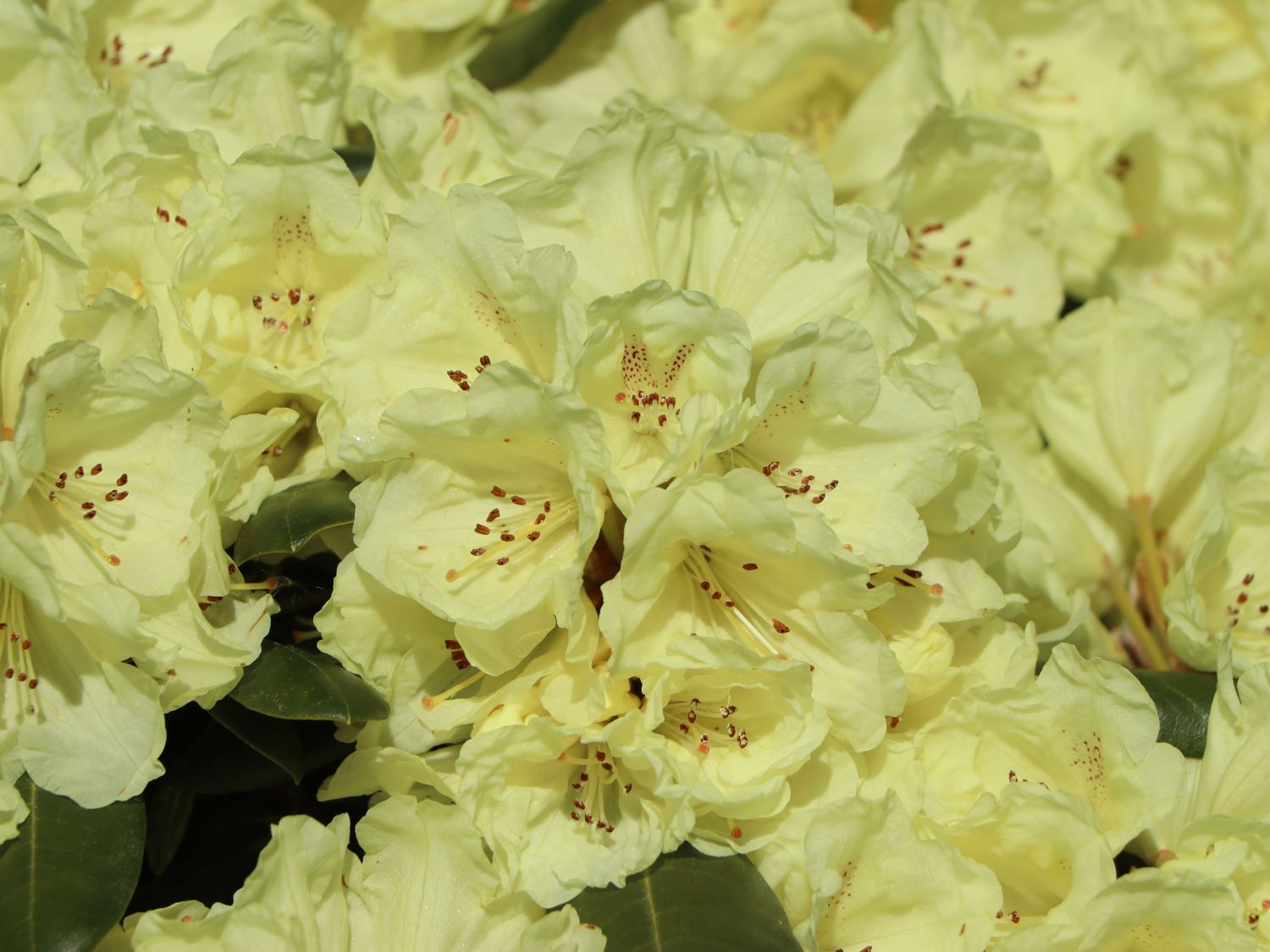 Rhododendron 'Lucinda' - Rhododendron degronianum subsp. yakushimanum  'Lucinda' - Baumschule Horstmann
