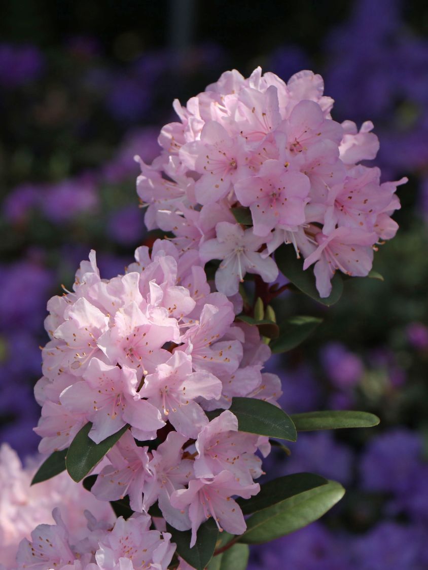 Rhododendron 'Pink Pompon' - Rhododendron racemosum 'Pink Pompon' -  Baumschule Horstmann