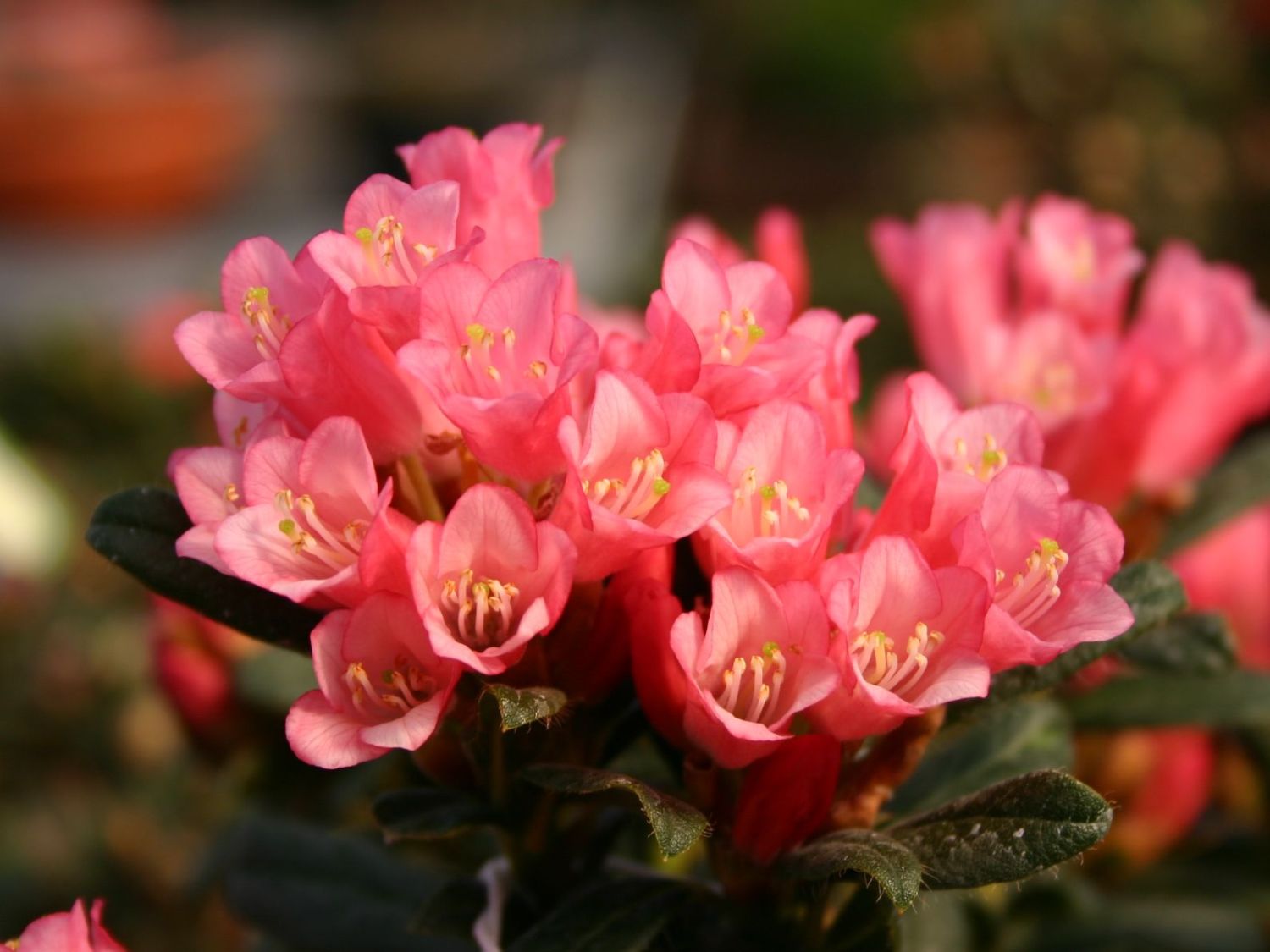 wisteria plant leaves Wisteria 'Rosea' (Pink wisteria) | Outdoor Plant