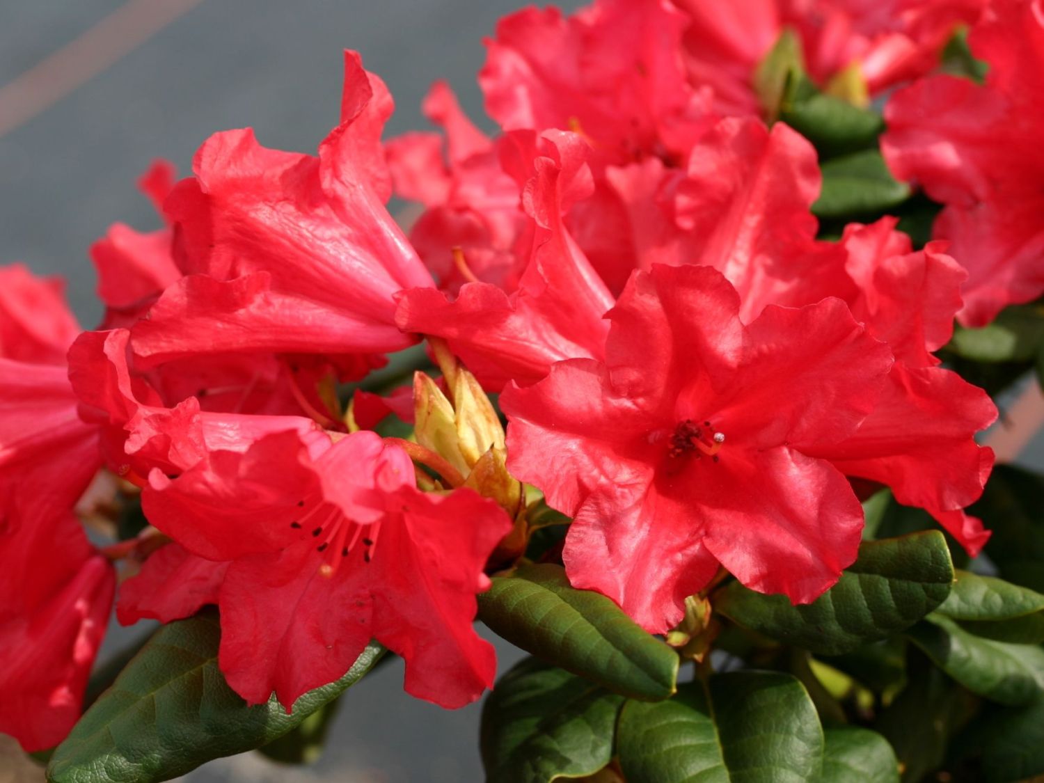 Zwerg Rhododendron repens Scarlet Wonder 20 cm hoch im 2 Liter Pflanzcontainer