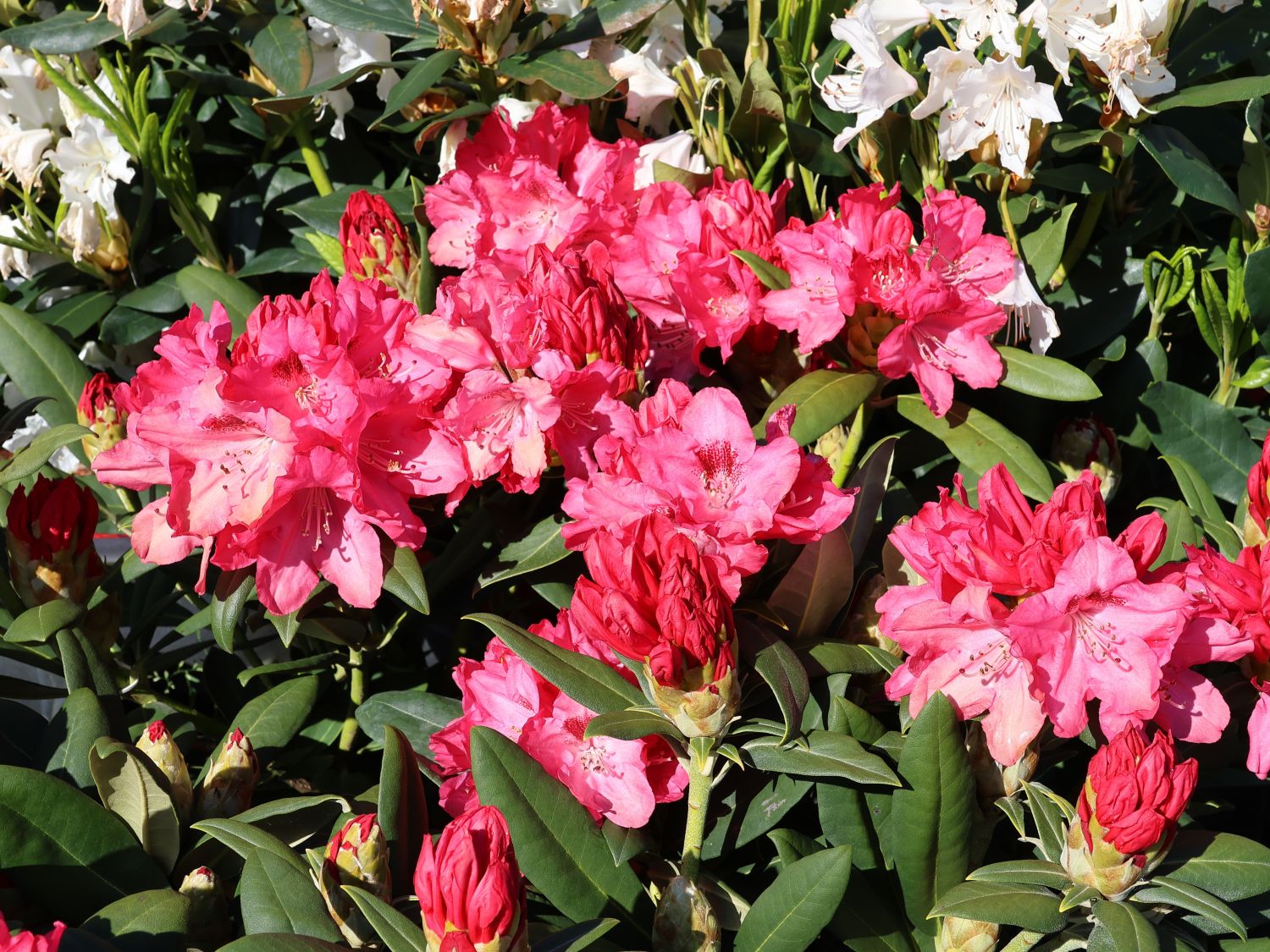 Rhododendron 'Sneezy' - Rhododendron yakushimanum 'Sneezy' - Baumschule  Horstmann
