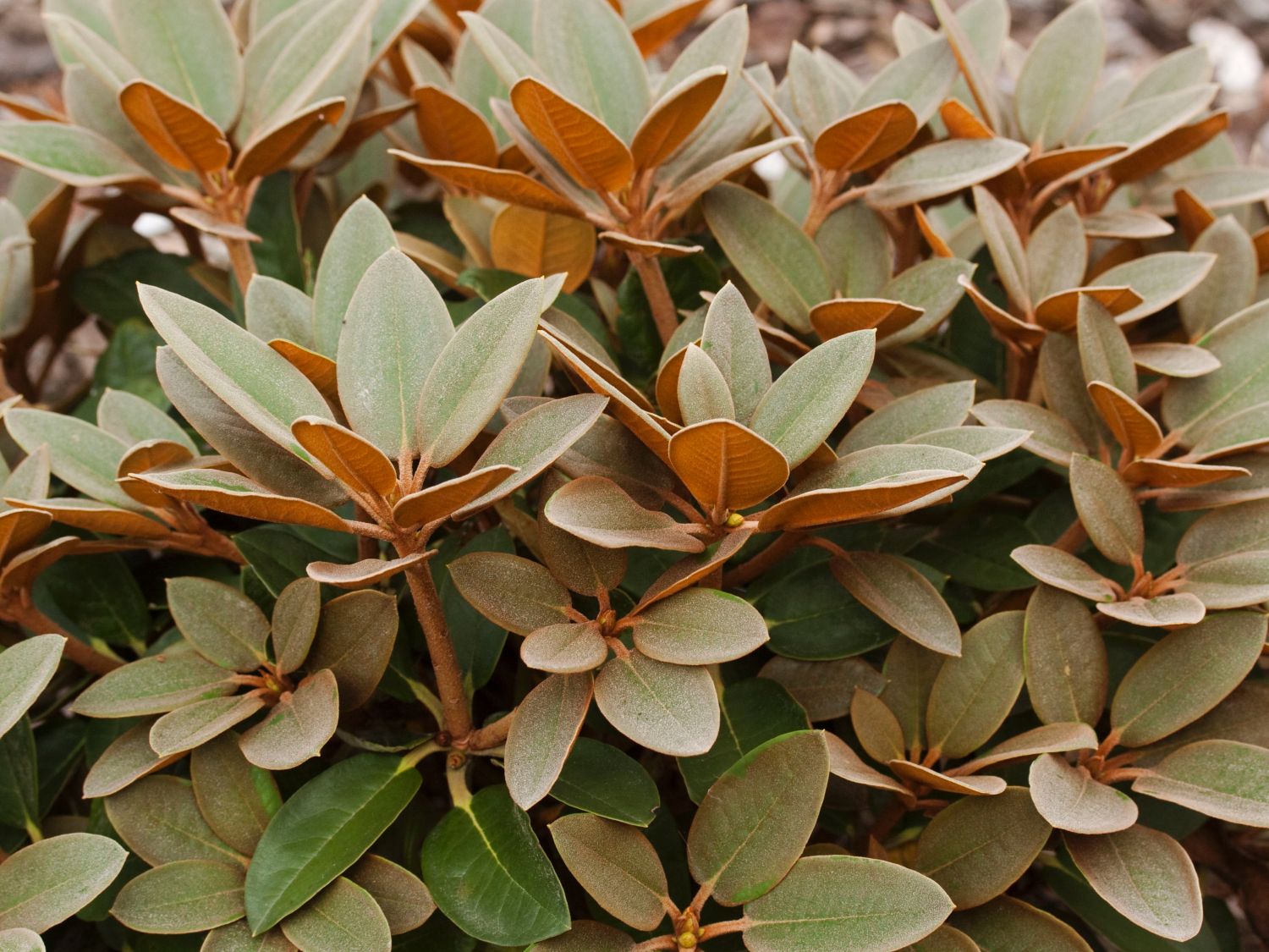 Rhododendron 'Special Dane' - Rhododendron bureavii x pachysanthum 'Special  Dane' - Baumschule Horstmann
