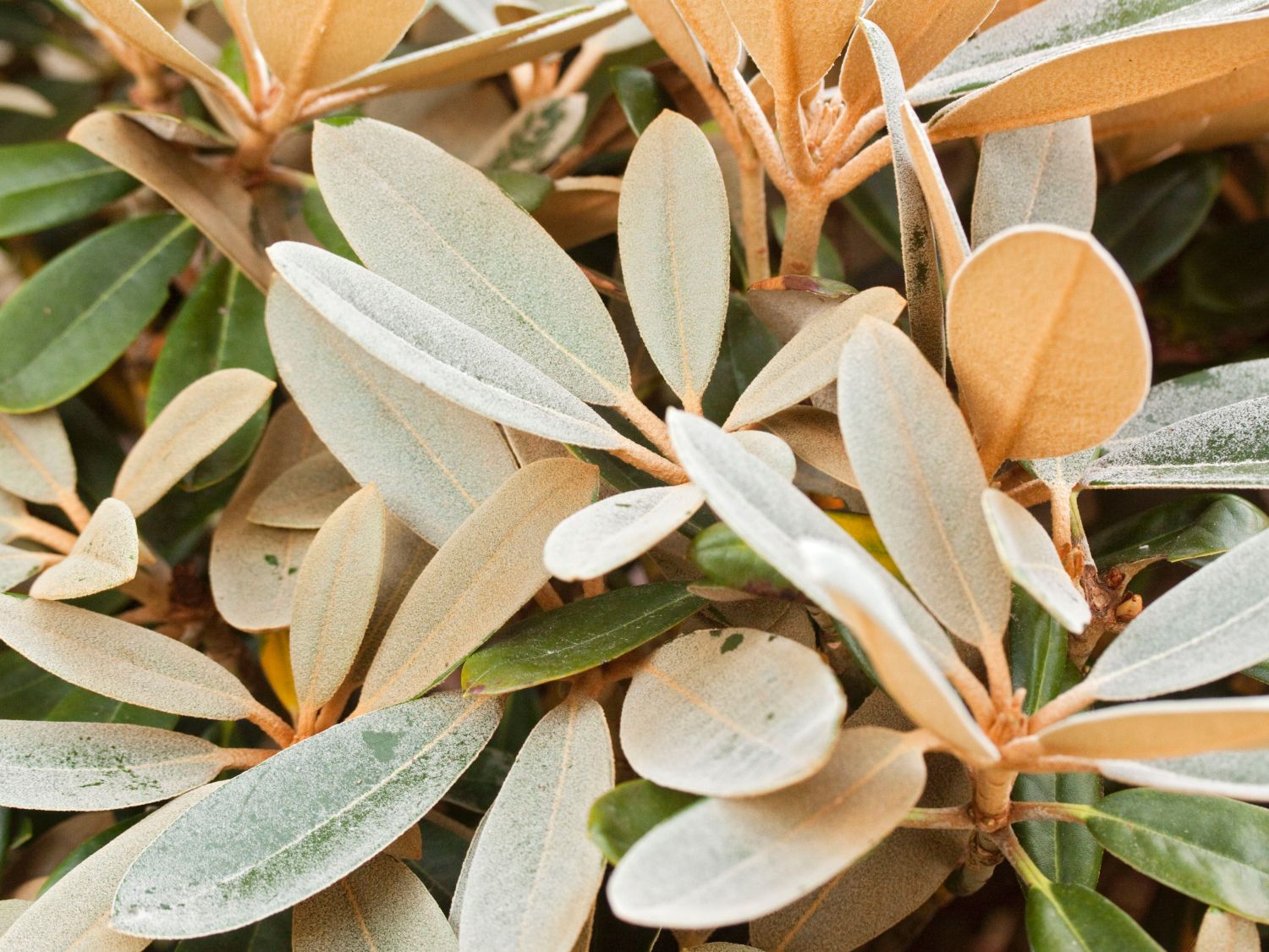 sansevieria laurentii trifasciata Snake Plant (Sansevieria Trifasciata 'Laurentii')