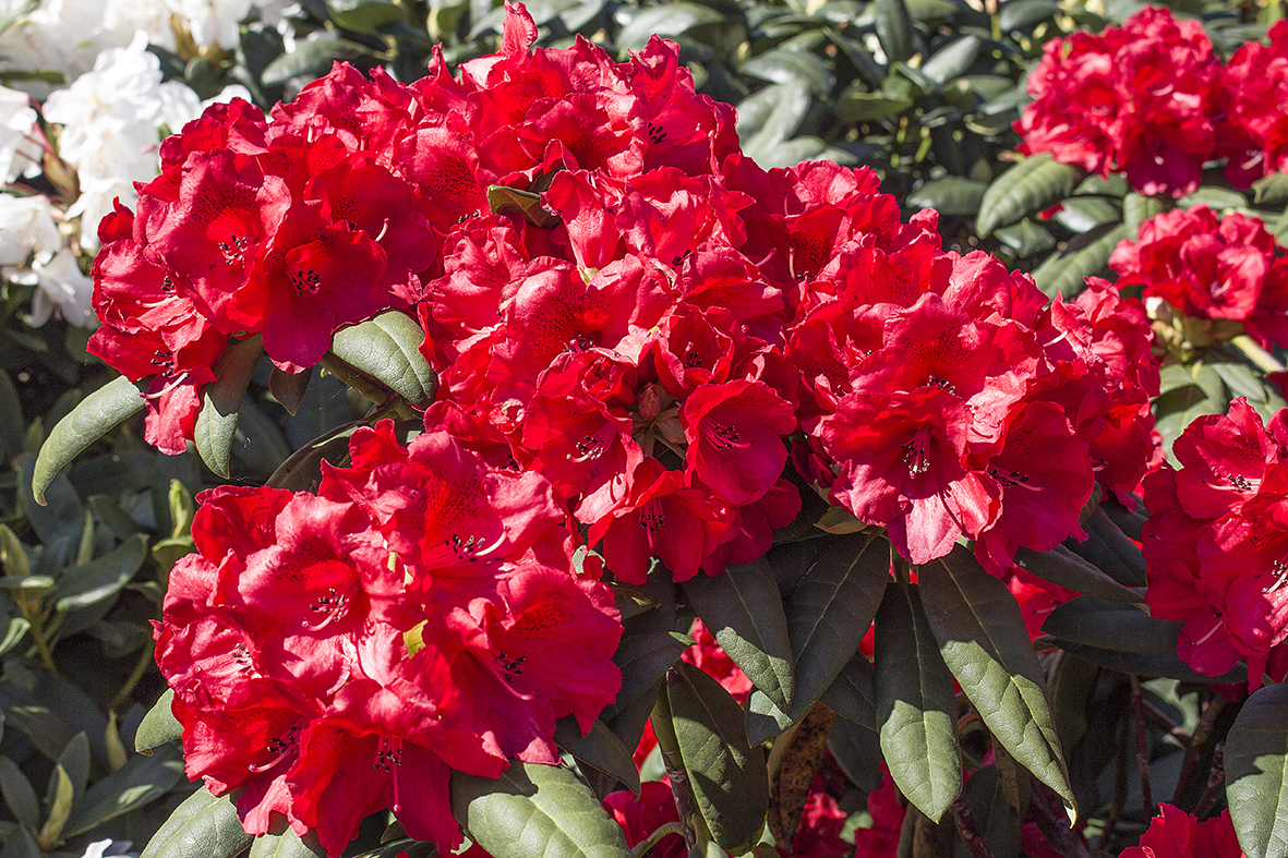 Rhododendren (Rhododendron) Infos & Pflanzen dieser Gattung
