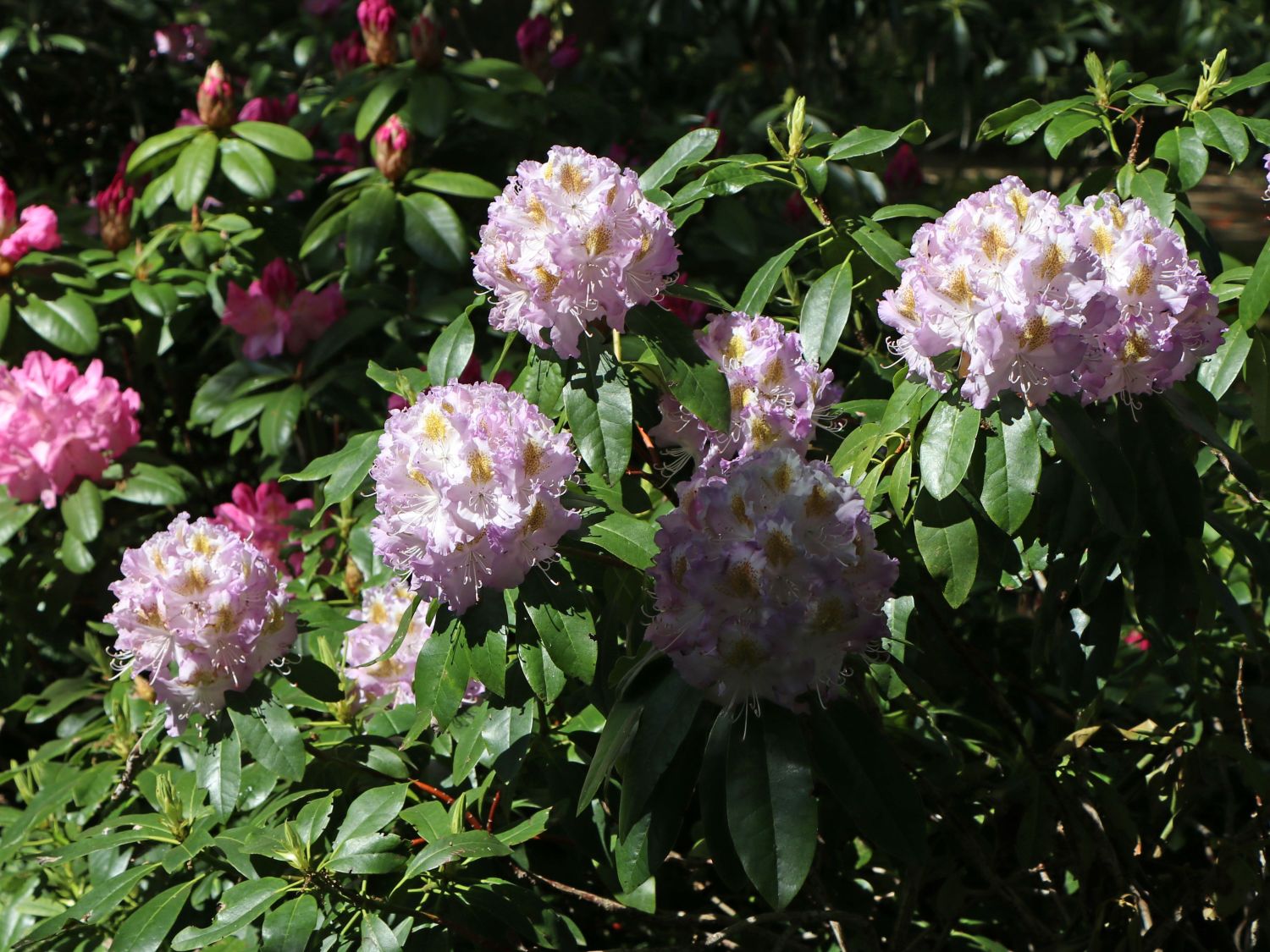 Rhododendron hybr 30-40 cm virginia Delp