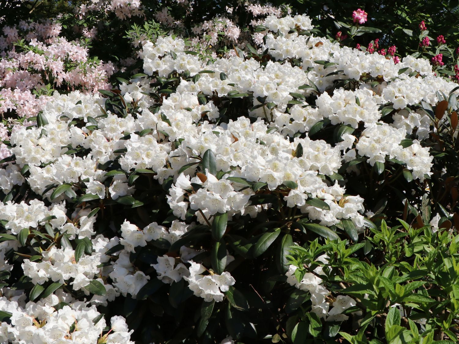 Rhododendron 'Volce' - Rhododendron bureavii 'Volce' - Baumschule Horstmann