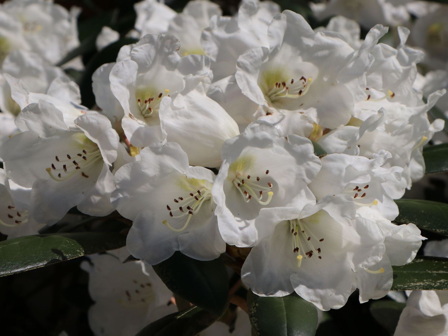 Rhododendron 'Volce' - Rhododendron bureavii 'Volce' - Baumschule Horstmann