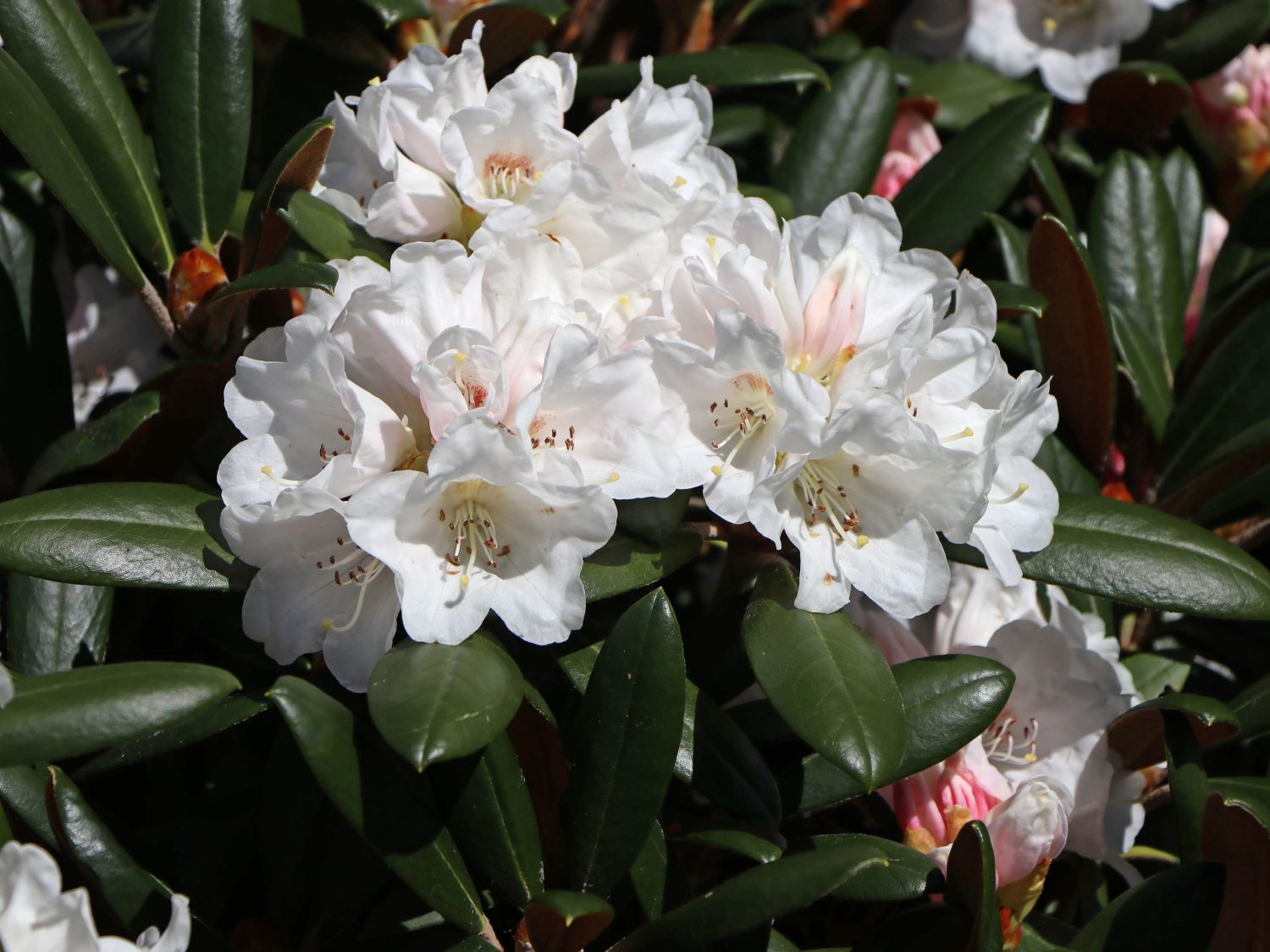 Rhododendron 'Volce' - Rhododendron bureavii 'Volce' - Baumschule Horstmann