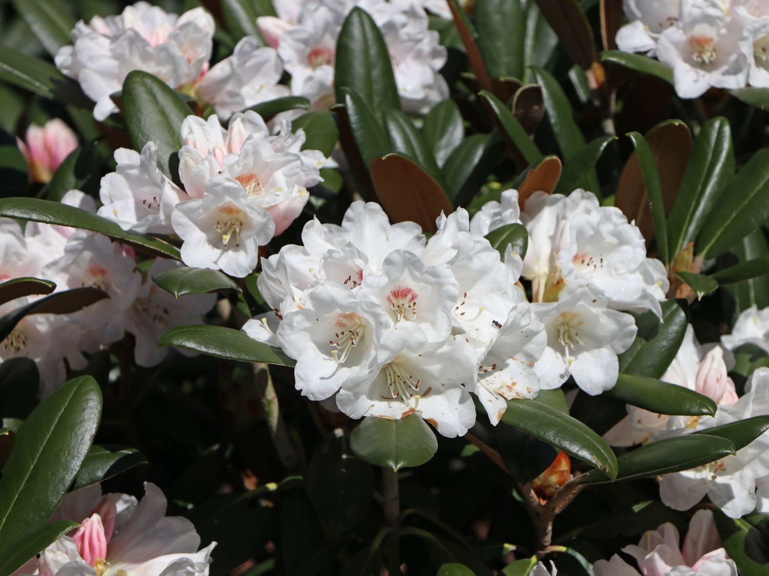 Rhododendron 'Volce' - Rhododendron bureavii 'Volce' - Baumschule Horstmann