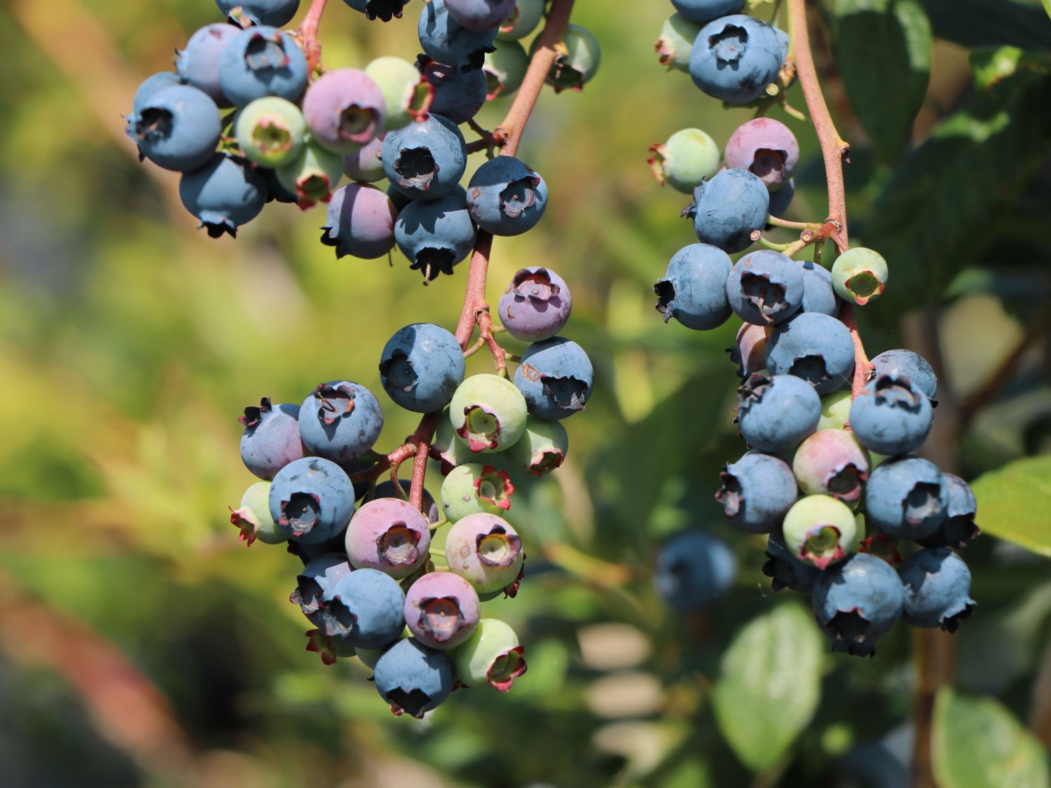 Heidelbeere : Heidelbeere &amp;#39;Brigitta&amp;#39; - Vaccinium corymbosum &amp;#39;Brigitta ...