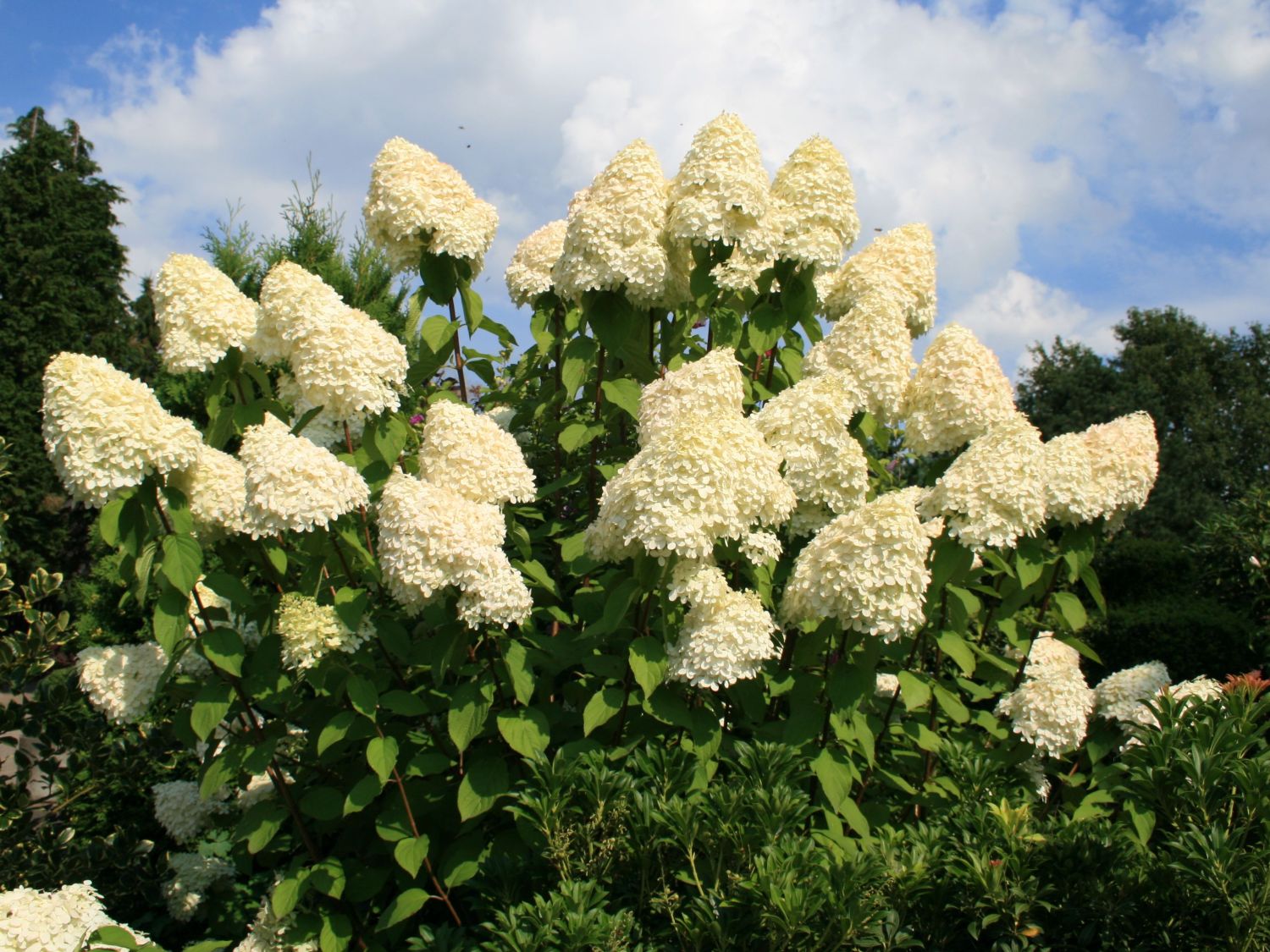 hydrangea