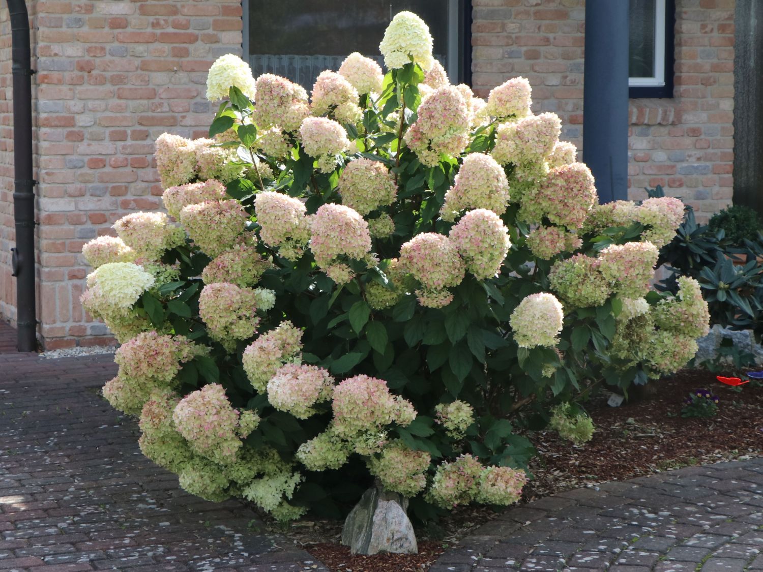 Pruning Hydrangea Paniculata Limelight Uk At Savannah Buckmaster Blog Pruning Hydrangea Paniculata Limelight Uk At Savannah Buckmaster Blog