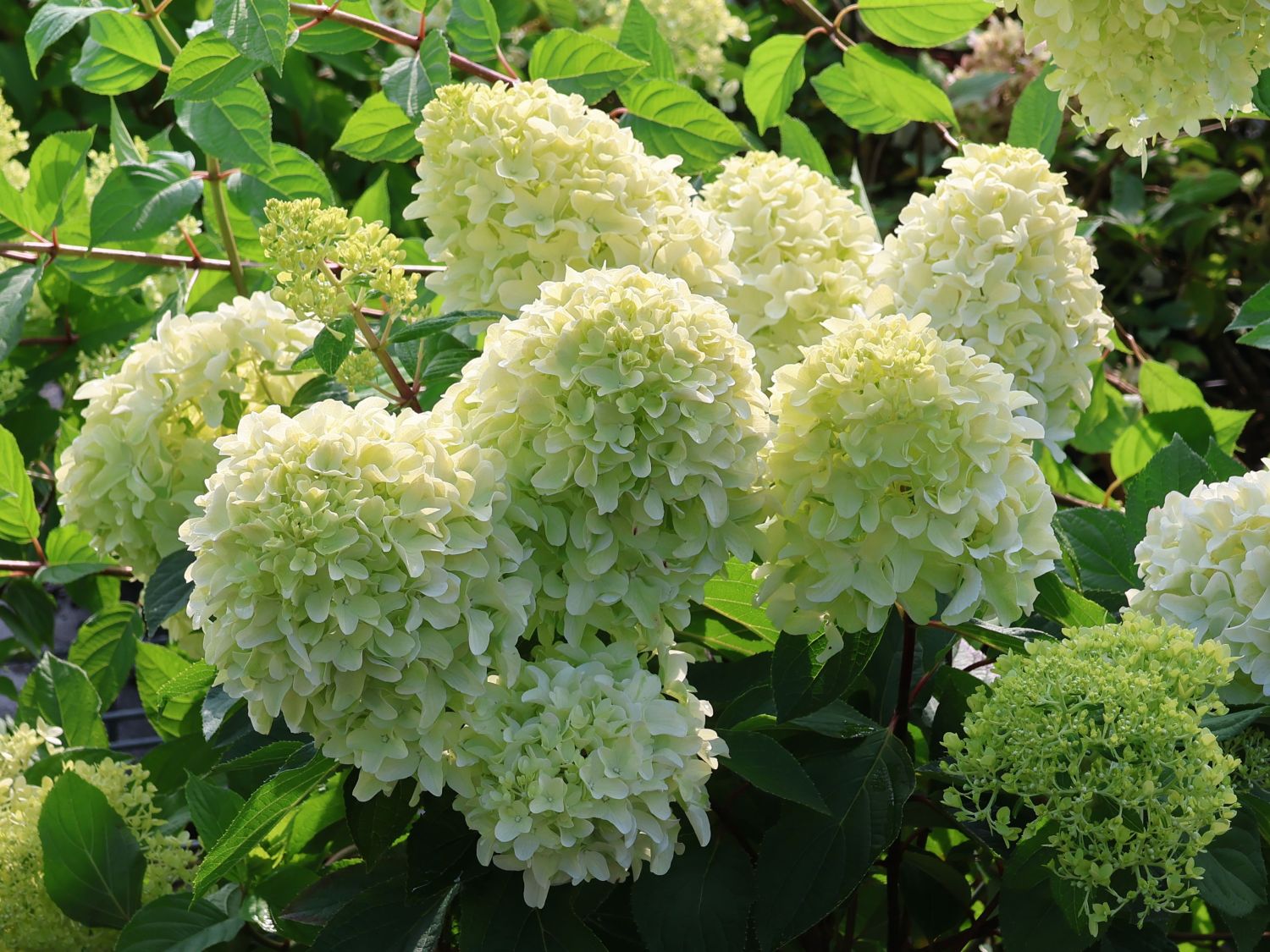 Rispenhortensie 'Little Fresco' - Hydrangea paniculata 'Little Fresco'