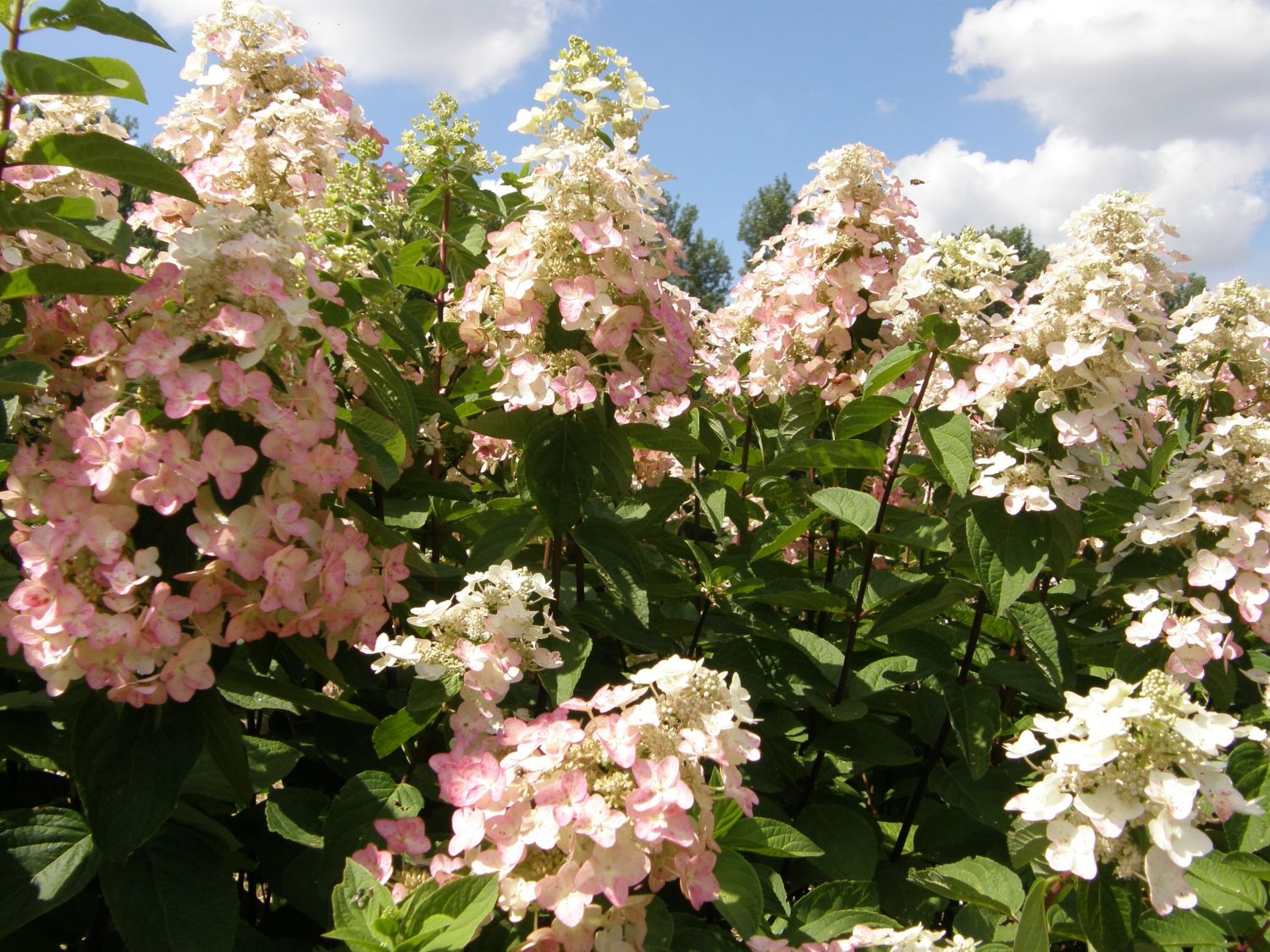 Rispenhortensie 'Mega Mindy' ® / 'Ilvomindy' - Hydrangea ...