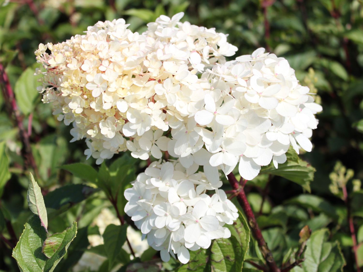 Rispenhortensie 'VanilleFraise' Hydrangea paniculata 'VanilleFraise