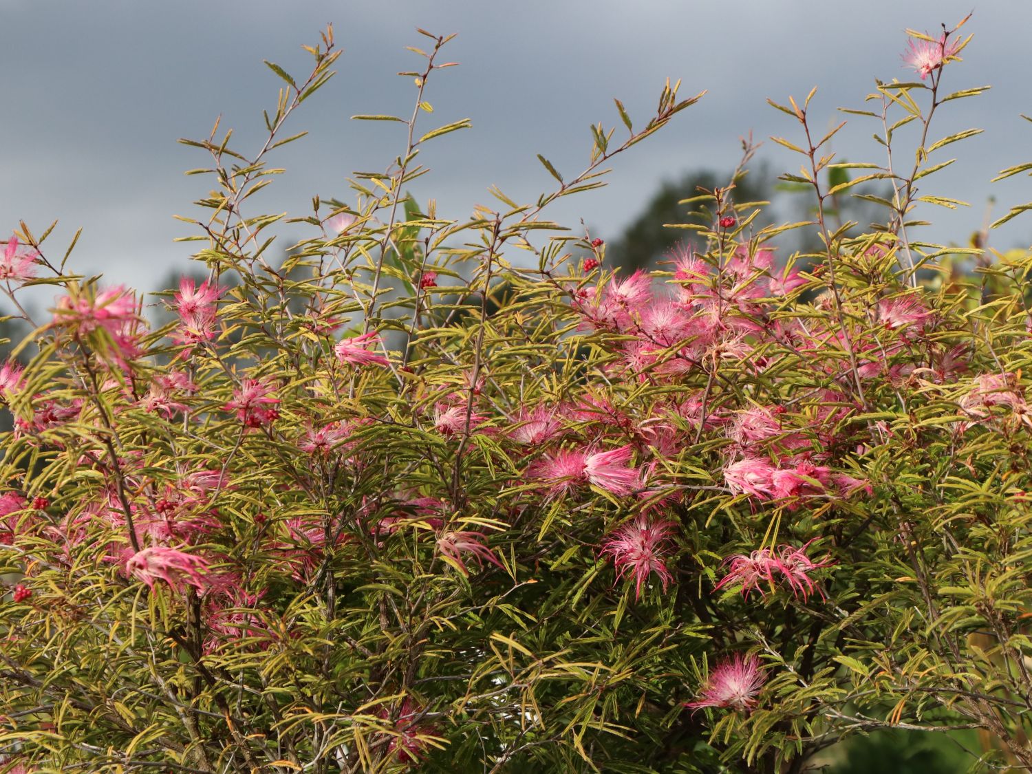 Calliandra surinamensis-rosa puderquastenstrauch-bello hombre