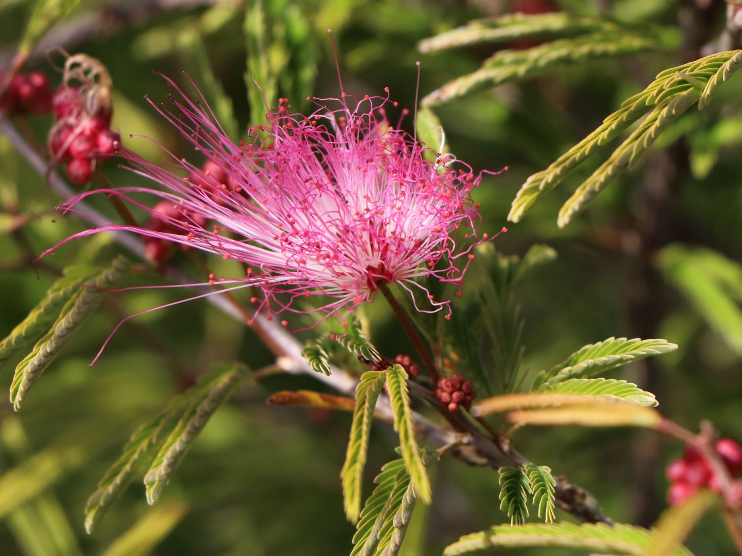 Calliandra surinamensis-rosa puderquastenstrauch-bello hombre
