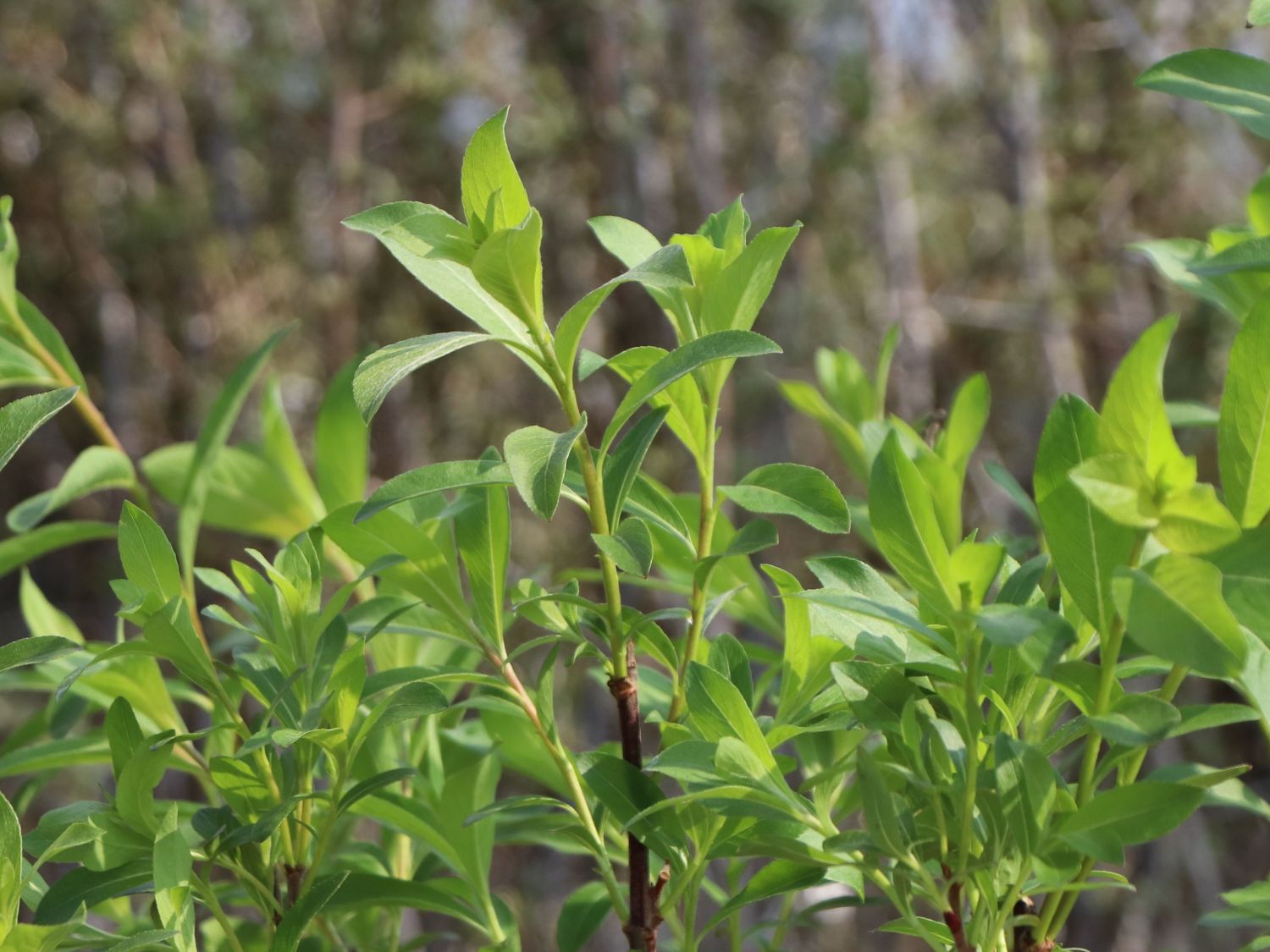 Ива тонкостолбиковая маунт. Ива тонкостолбиковая/Salix gracilistyla 'melanostachys'. Ива тонкостолбиковая монт АСО. Ива Salix gracilistyla 'Mount ASO'®.