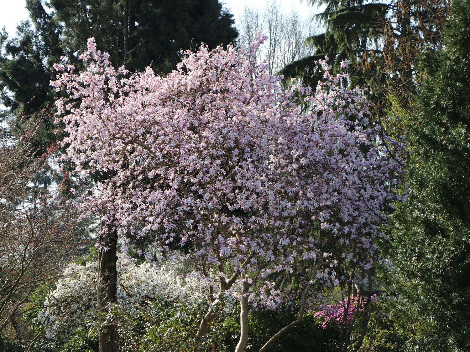 Magnolia stellata Kleine Sternmagnolie rosa 60-80cm 