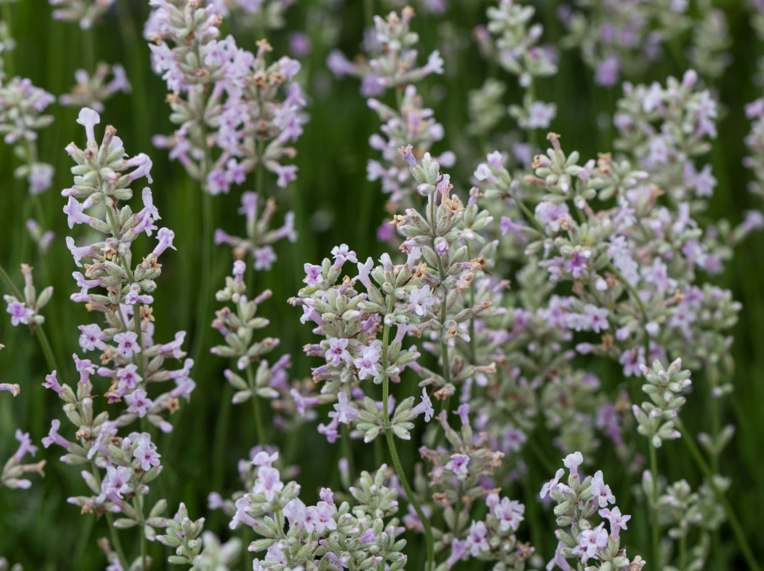 & Pink\' Rosablühender Beste Sorten - Stauden-Wissen Lavendel \'Hidcote