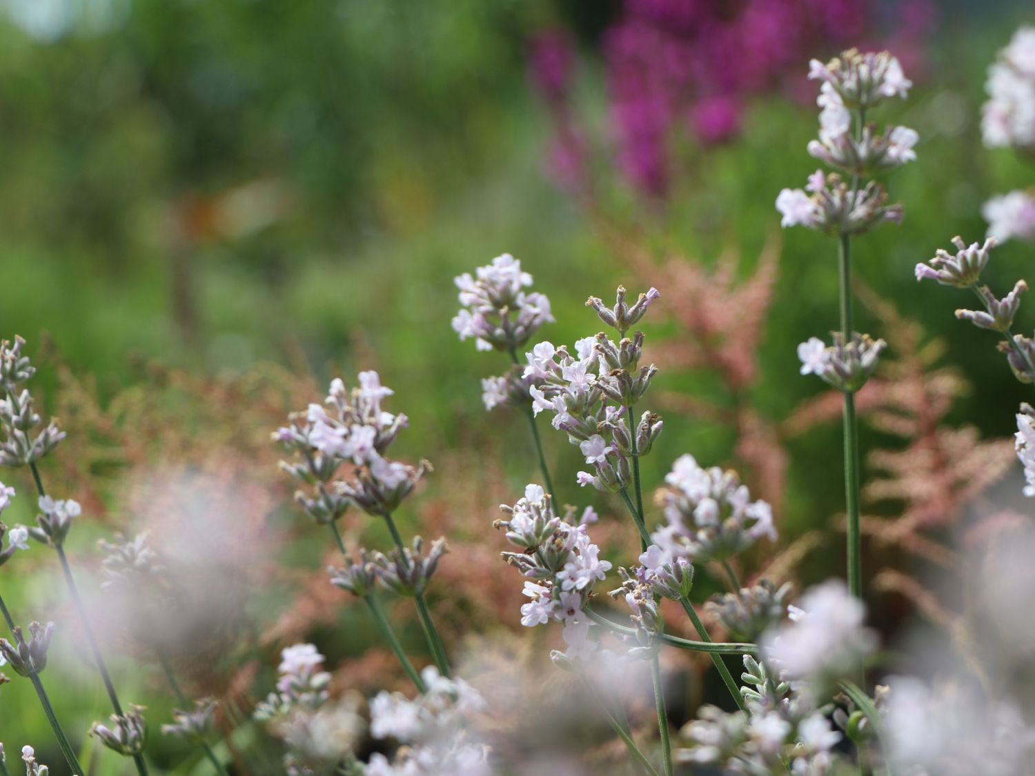 Rosablühender Lavendel \'Rosea\' - Schönste Stauden & Expertenwissen